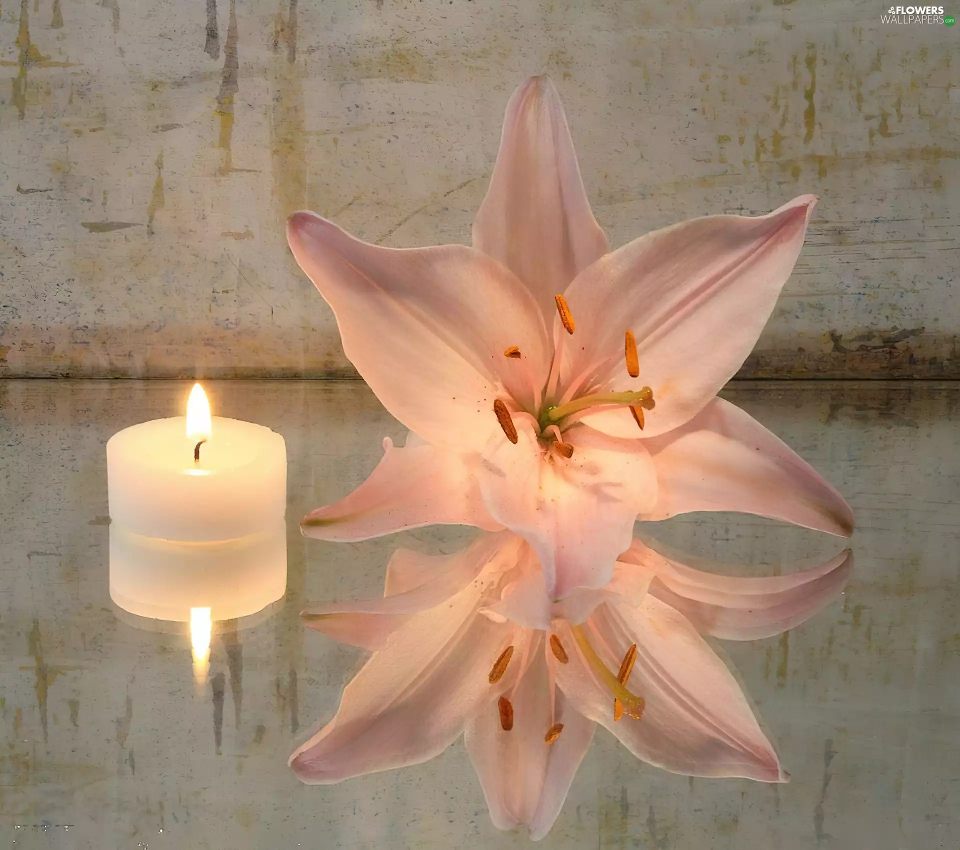 reflection, Lily, Candle