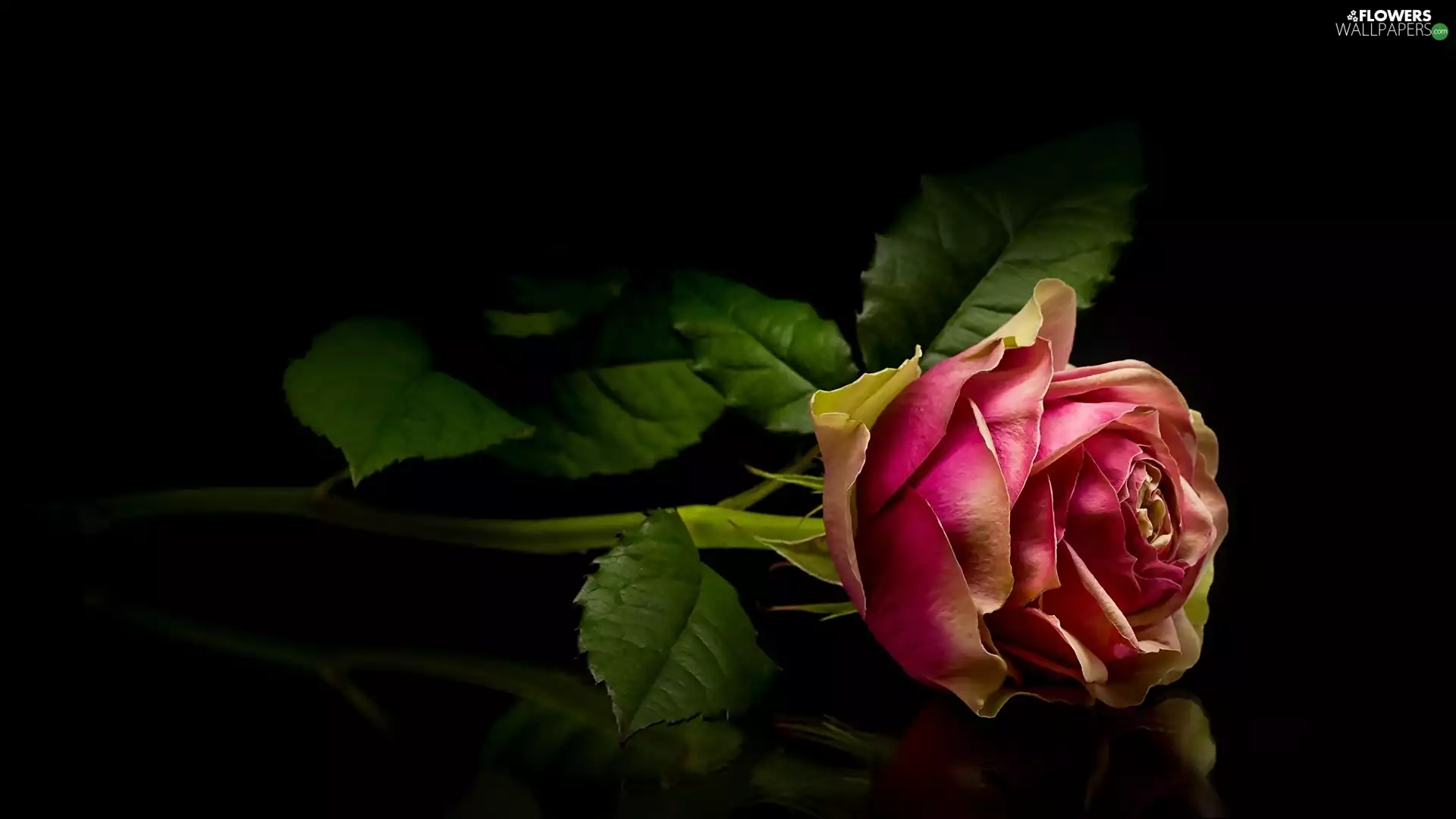 dark, background, rose, reflection, two Colors