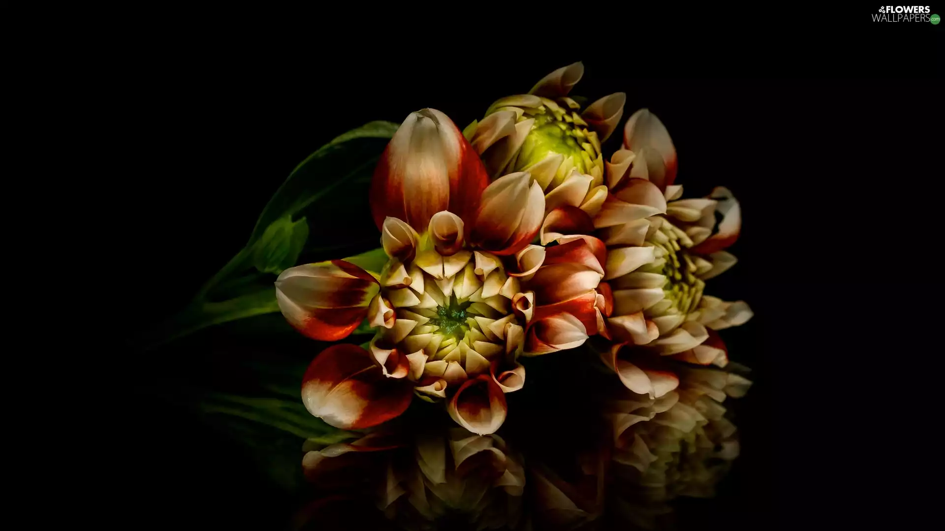 background, reflection, dahlias, Black, Flowers