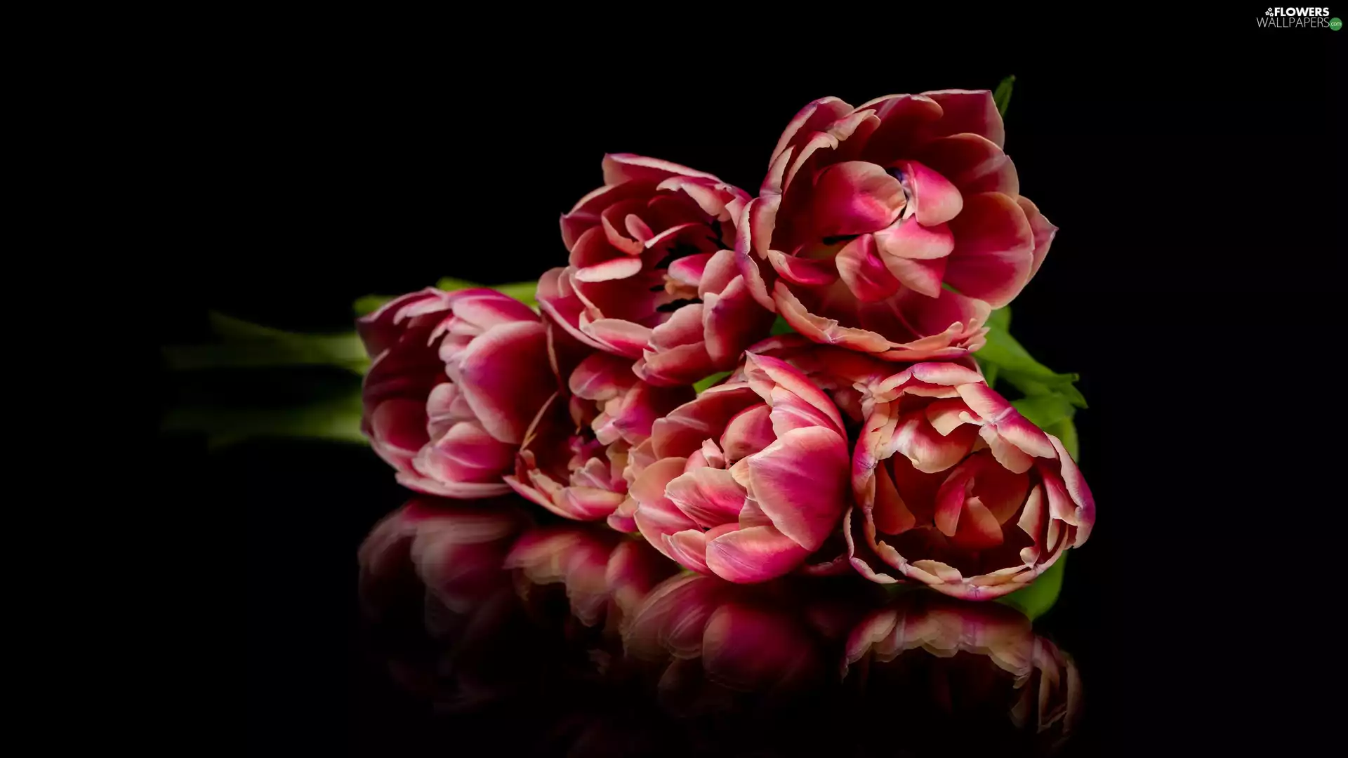 Flowers, reflection, Dark Background, Tulips
