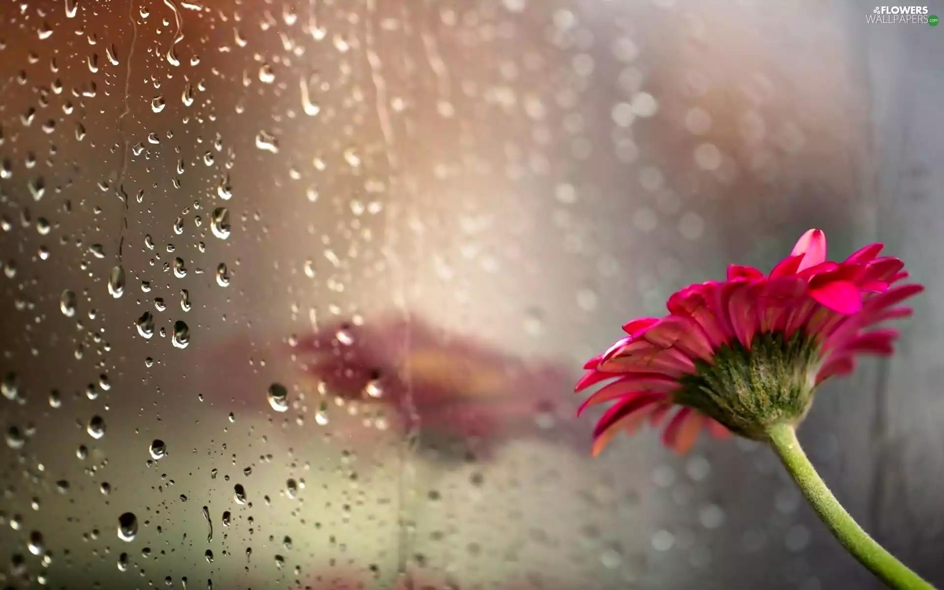 reflection, drops, Gerbera, Glass, Colourfull Flowers