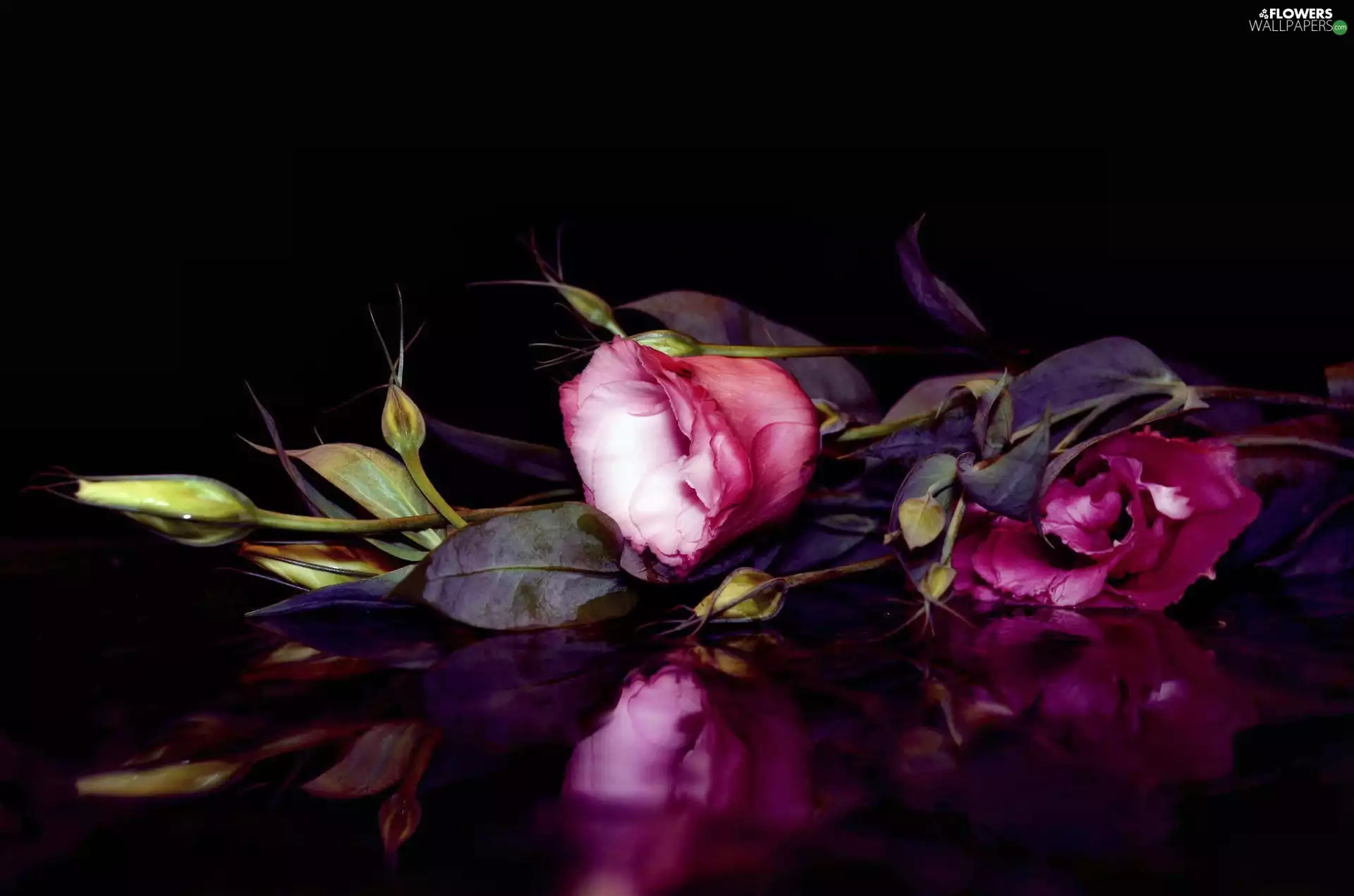 reflection, Lily, Eustoma