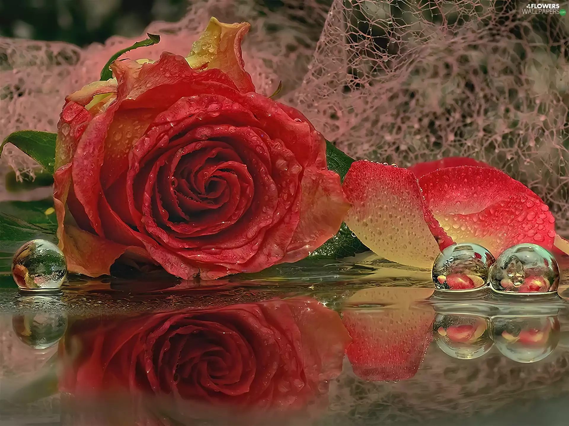 Three, rose, water, reflection, drops, flakes