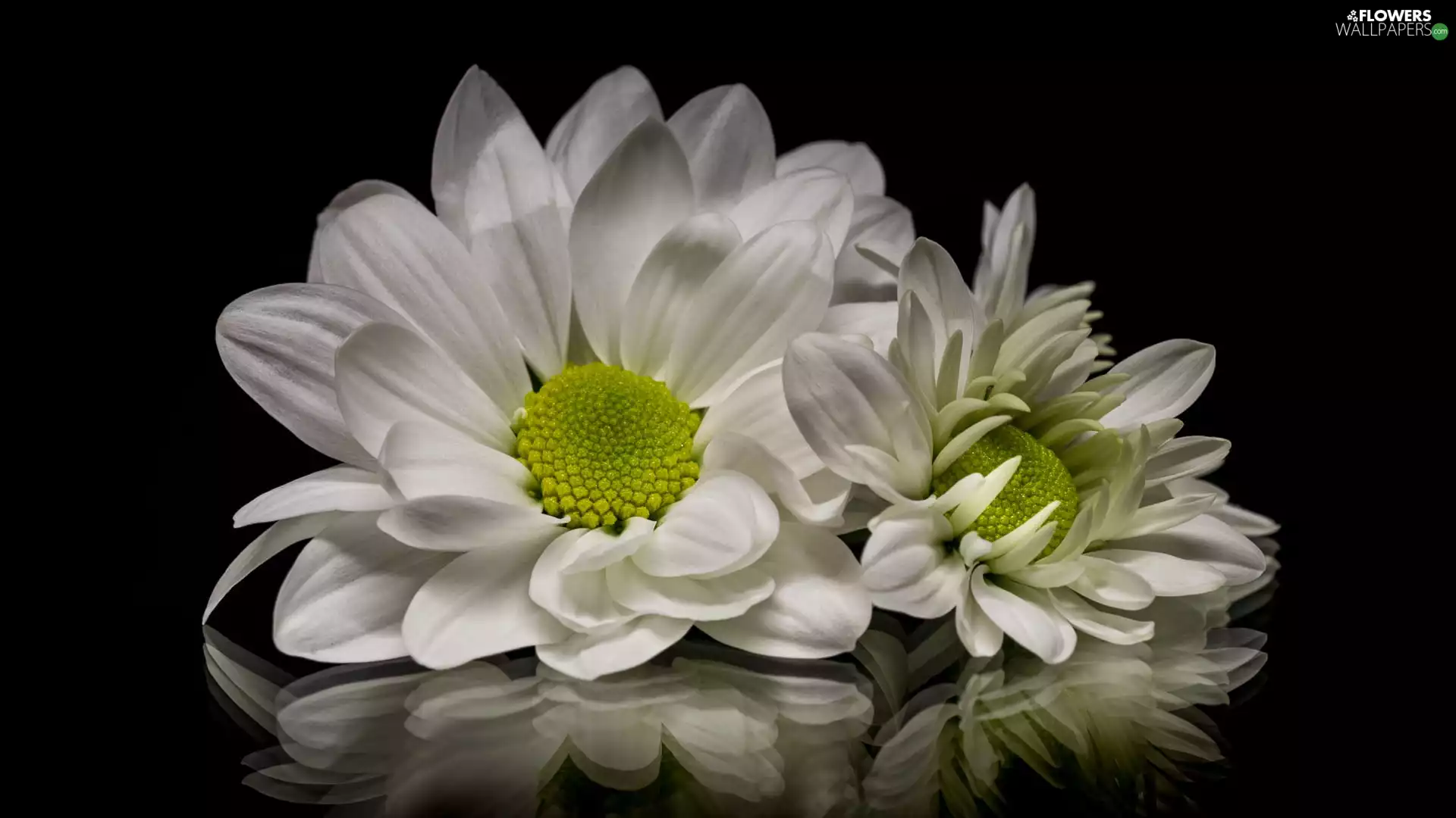 Chrysanthemums, White, background, reflection, Black, Flowers