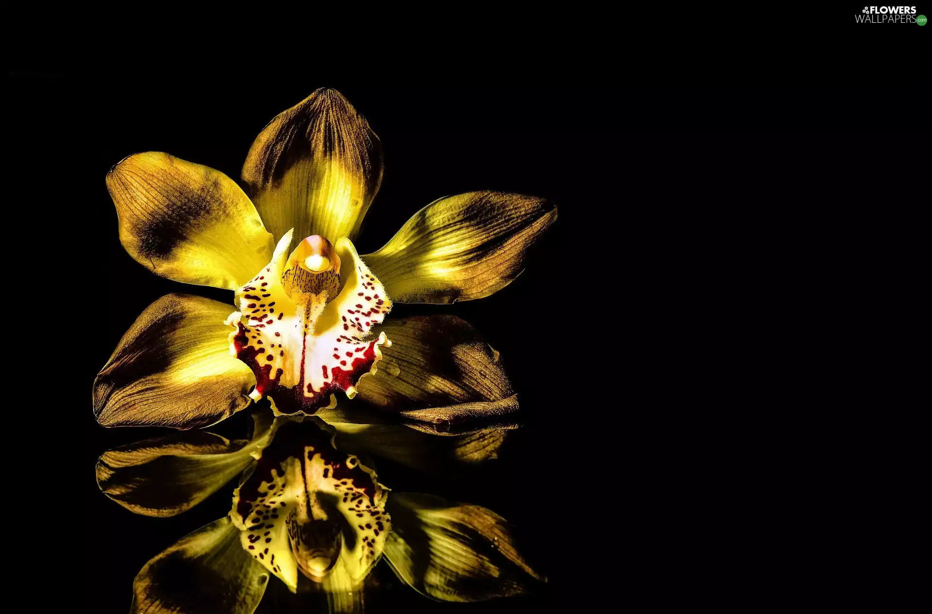 Colourfull Flowers, black background, reflection, orchid