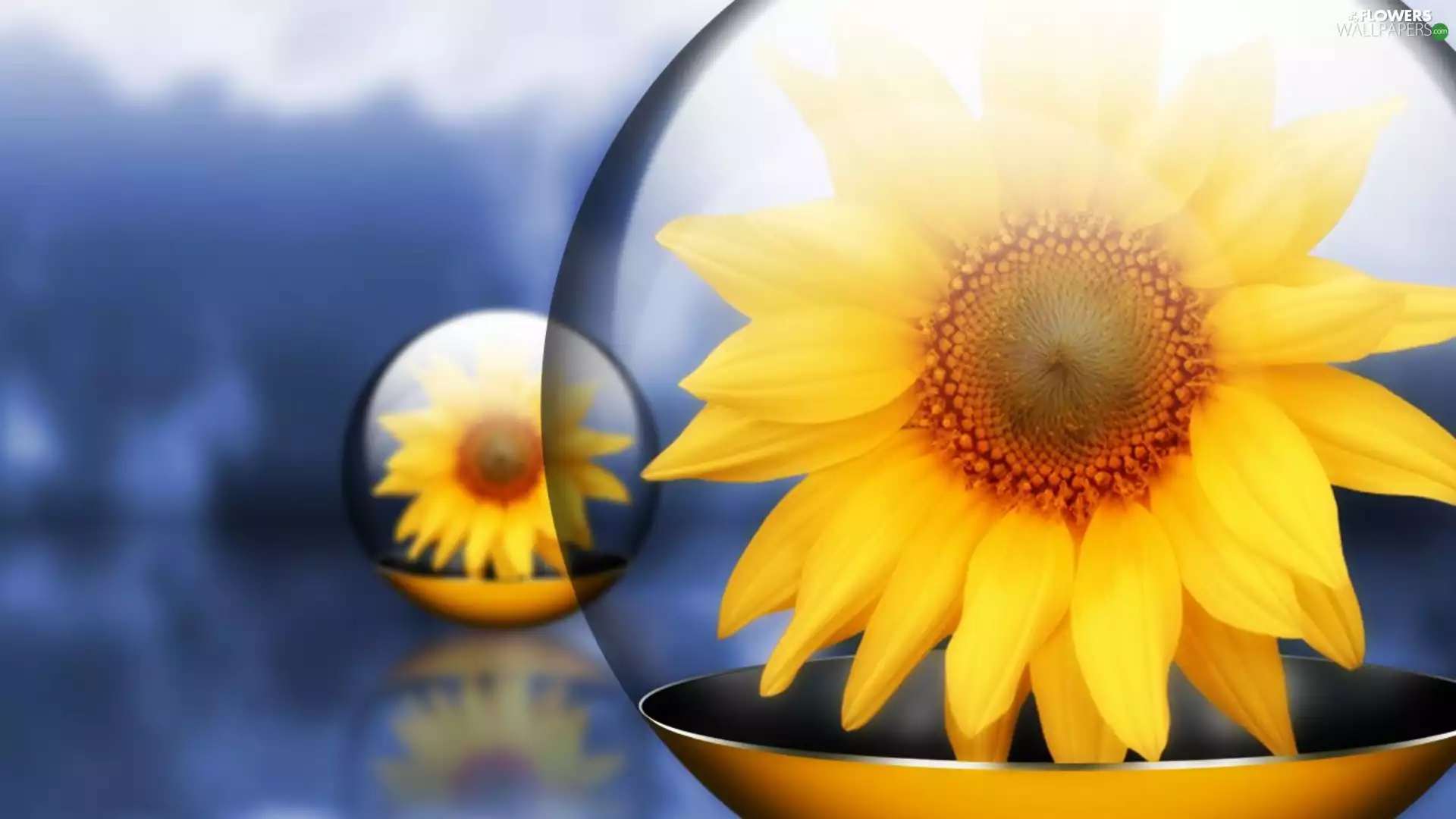 Colourfull Flowers, plate, reflection, sunflower