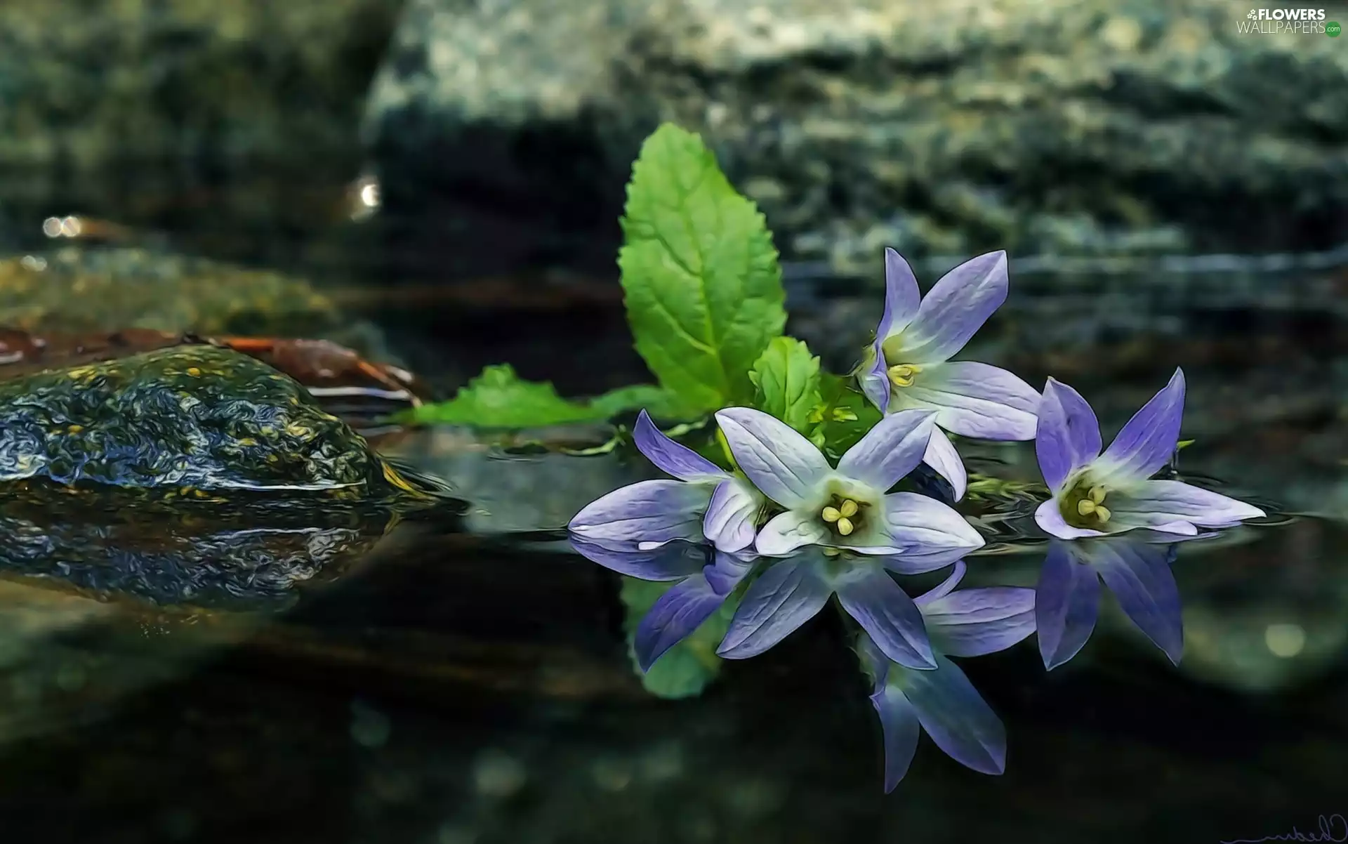 water, reflection, Flowers, ringtones, purple