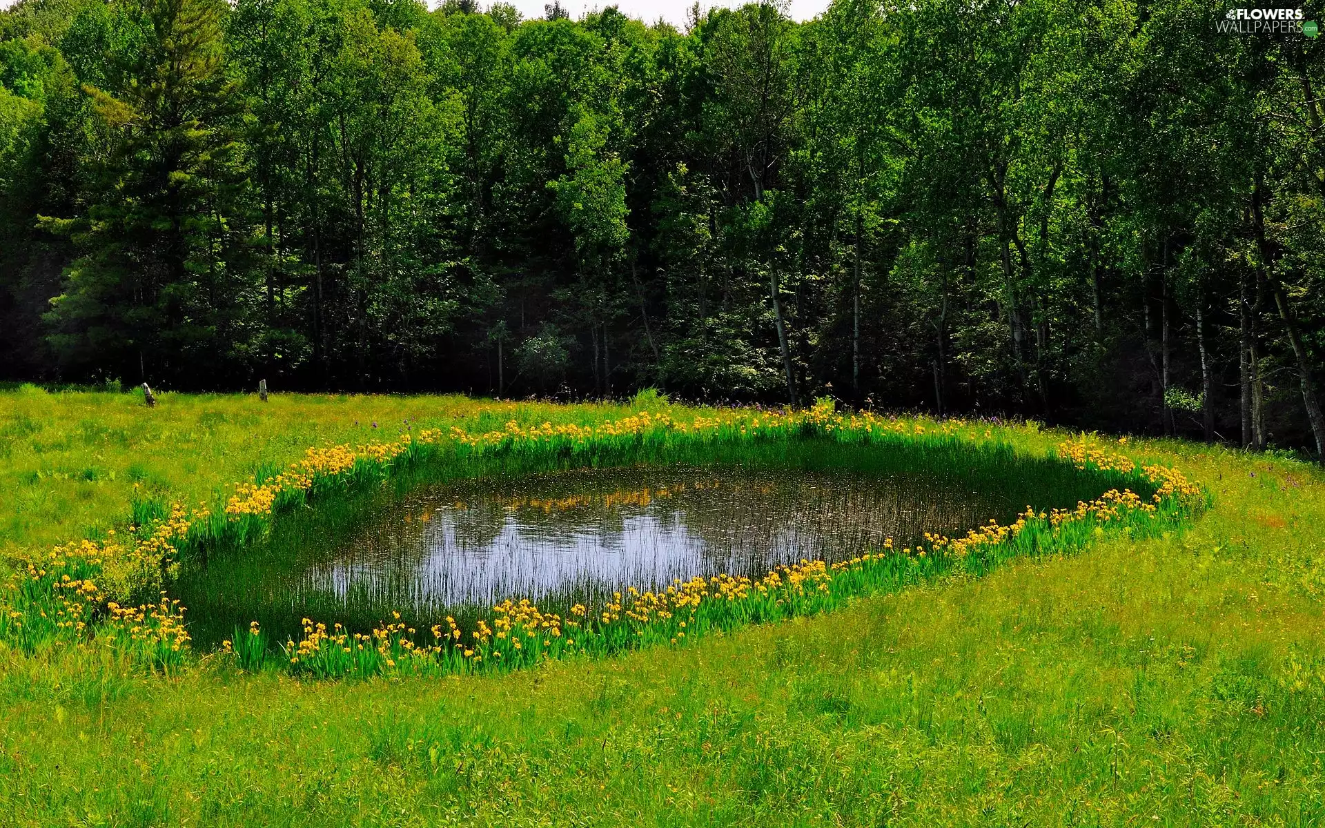 Flowers, Meadow, forest, reflection, grass, Pond - car