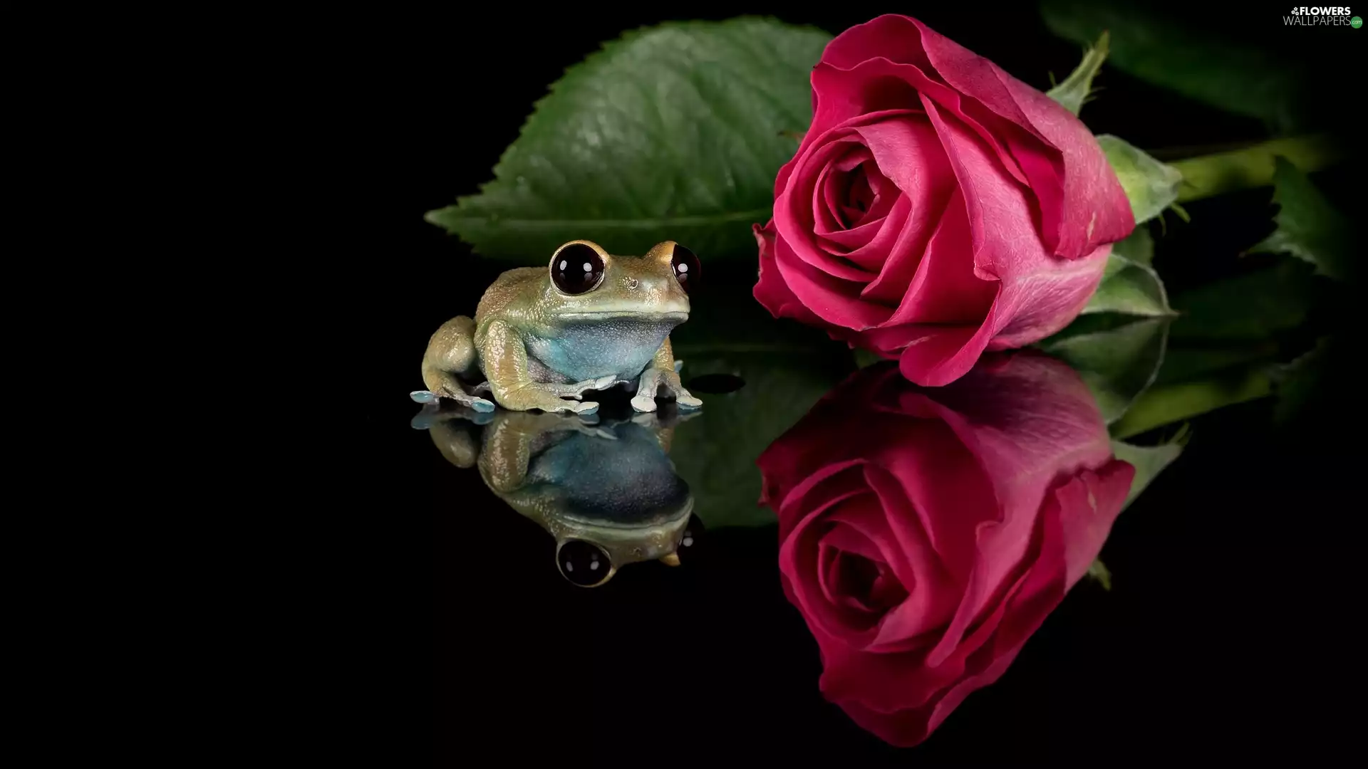 Black, background, rose, reflection, strange frog