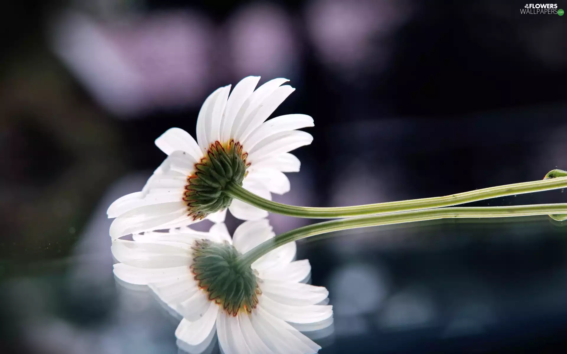 reflection, White, Gerber