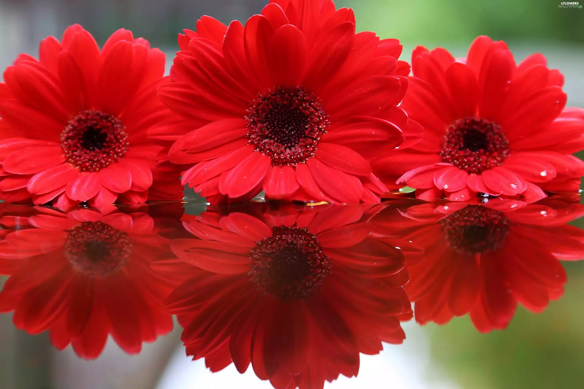 reflection, Red, gerberas