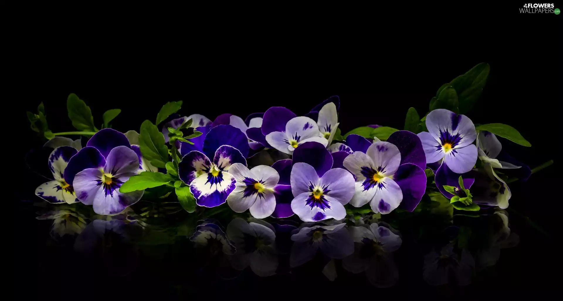 background, reflection, Leaf, dark, pansies