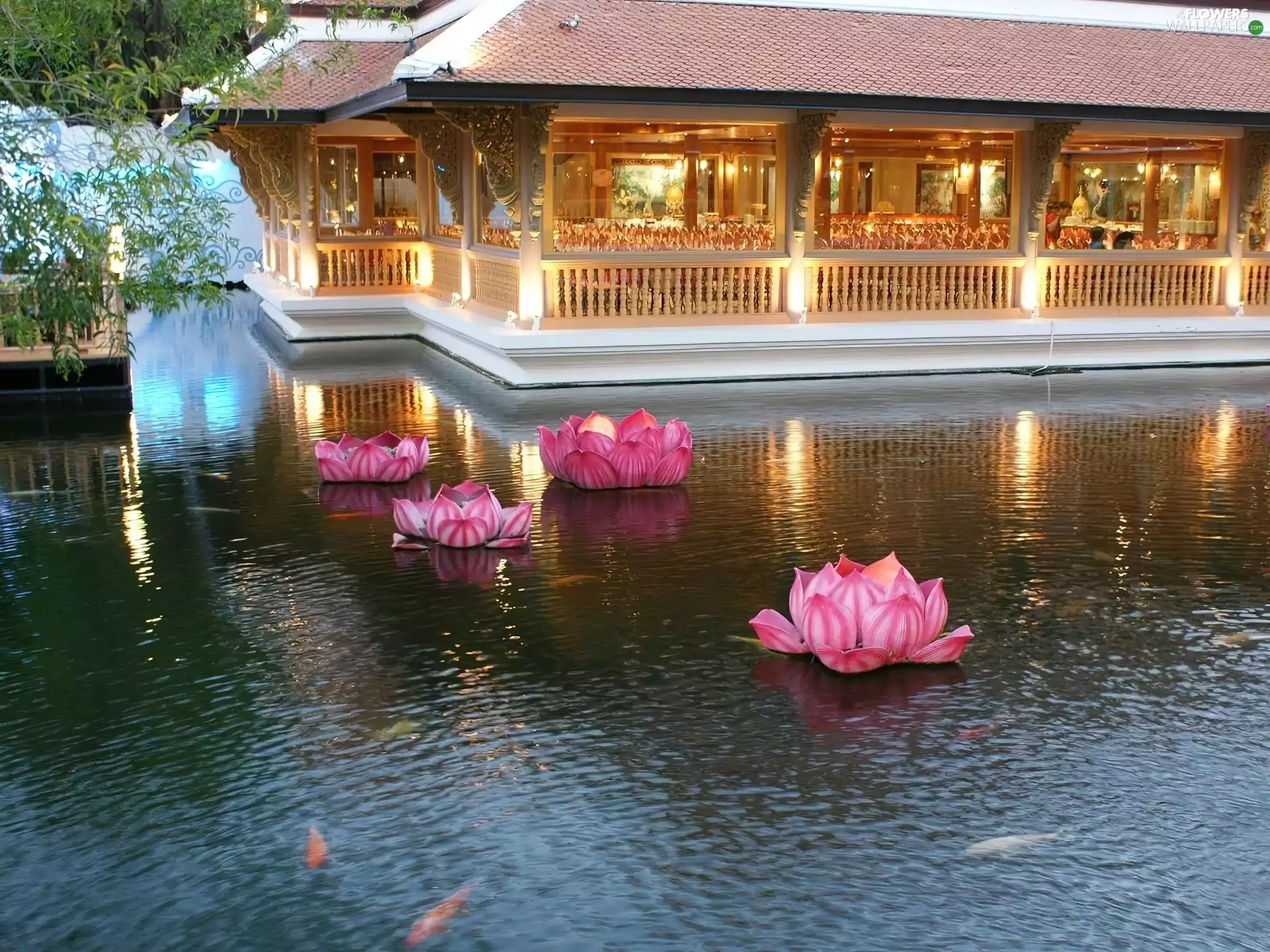 Home, reflection, lilies, water, lake