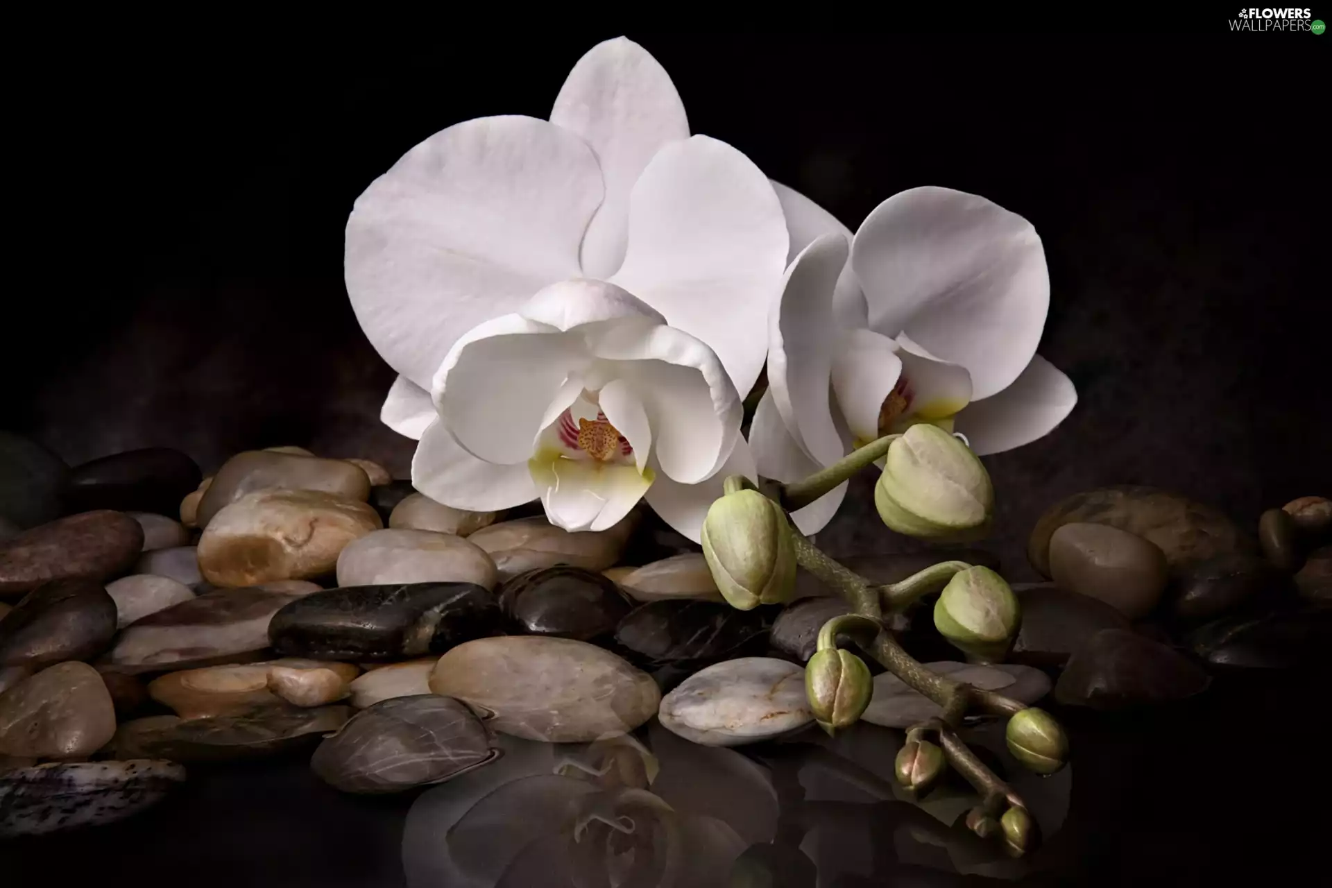 water, reflection, orchids, Stones, White