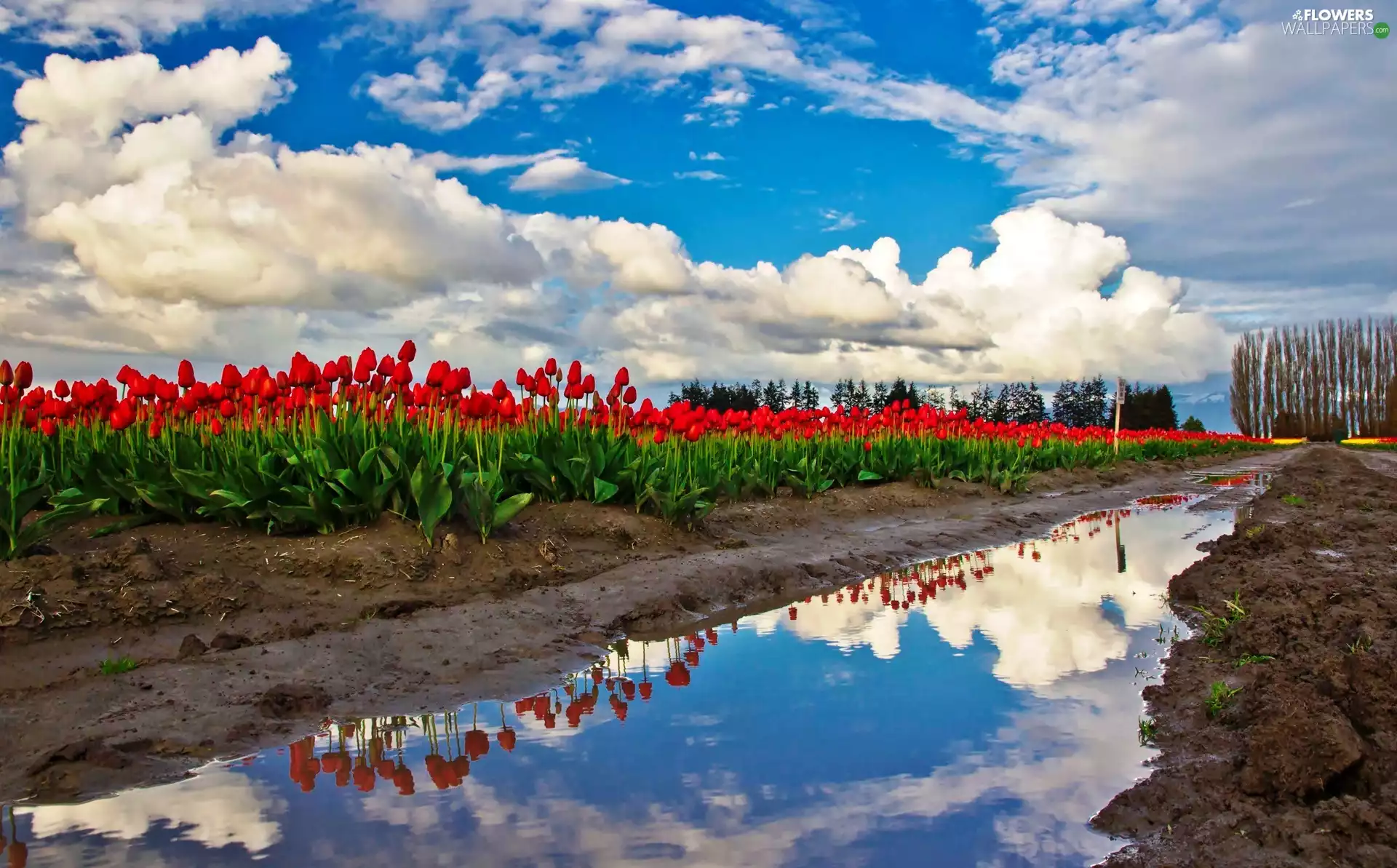 clouds, reflection, Red, Tulips, River