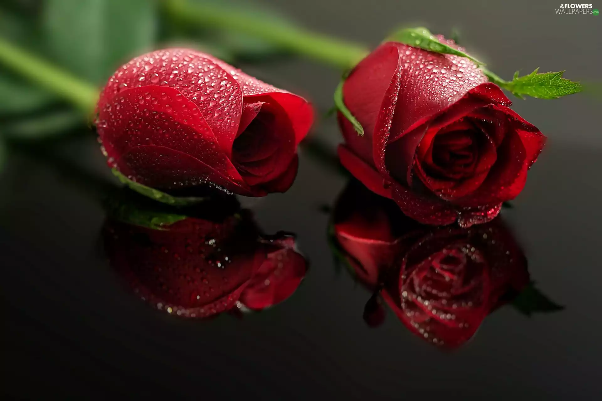 drops, reflection, Red, roses, Two