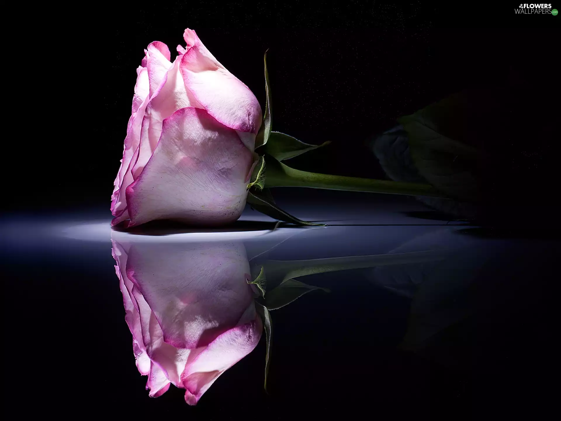 reflection, Pink, rose