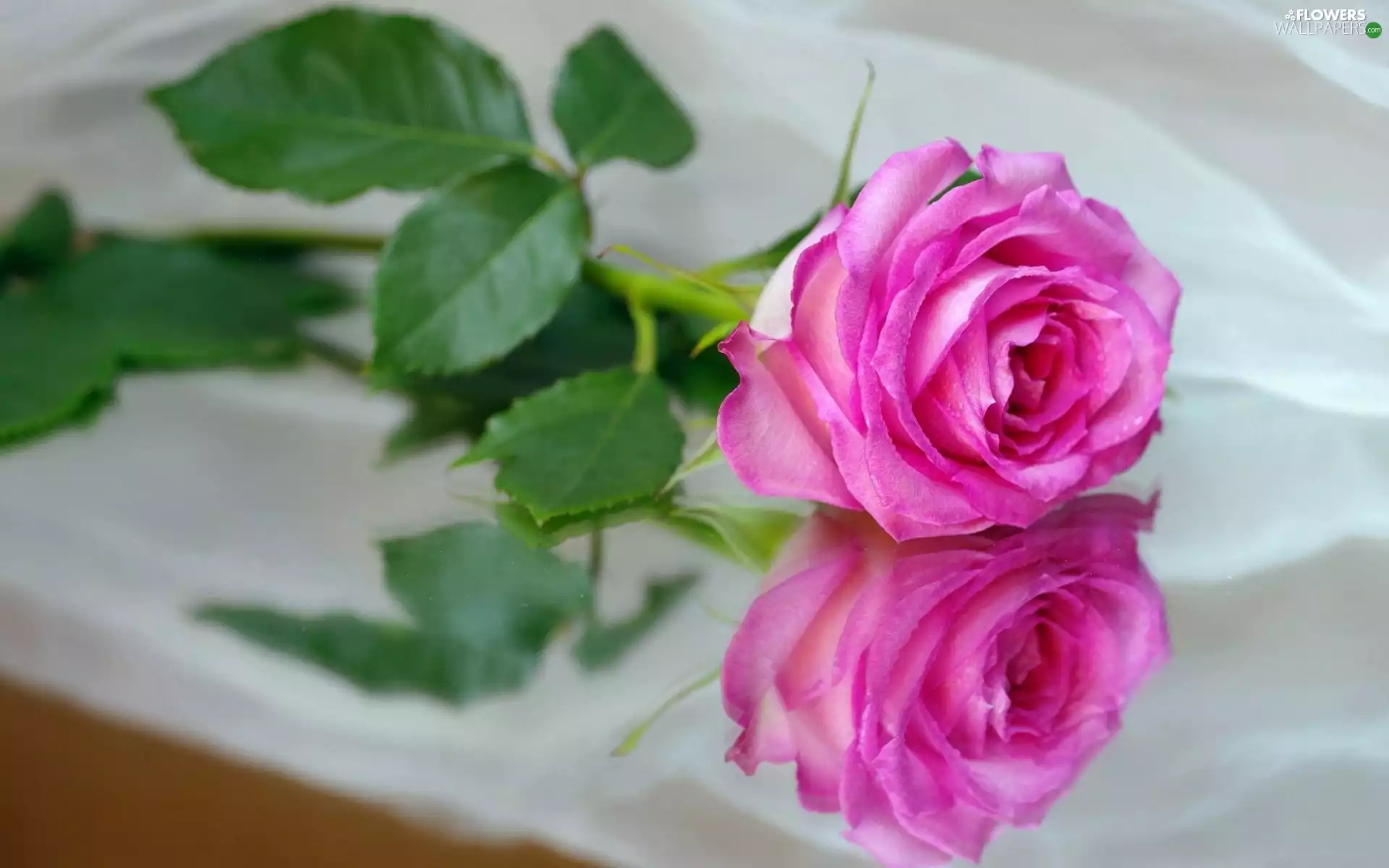 reflection, Pink, rose