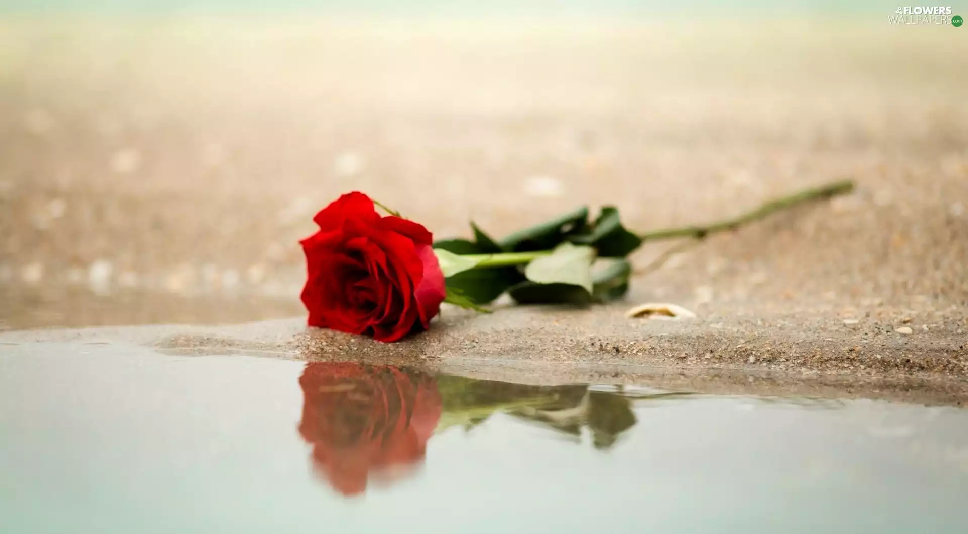 reflection, sea, rose