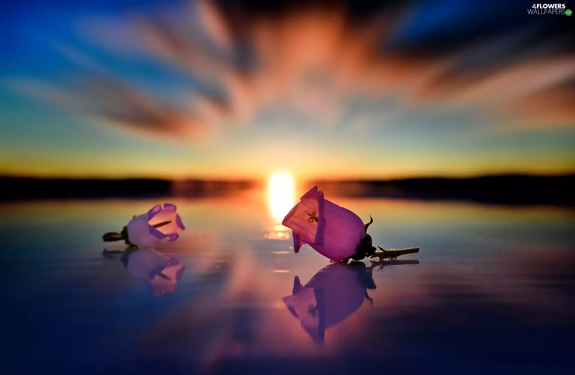 Flowers, Great Sunsets, reflection, bell, water, Pink