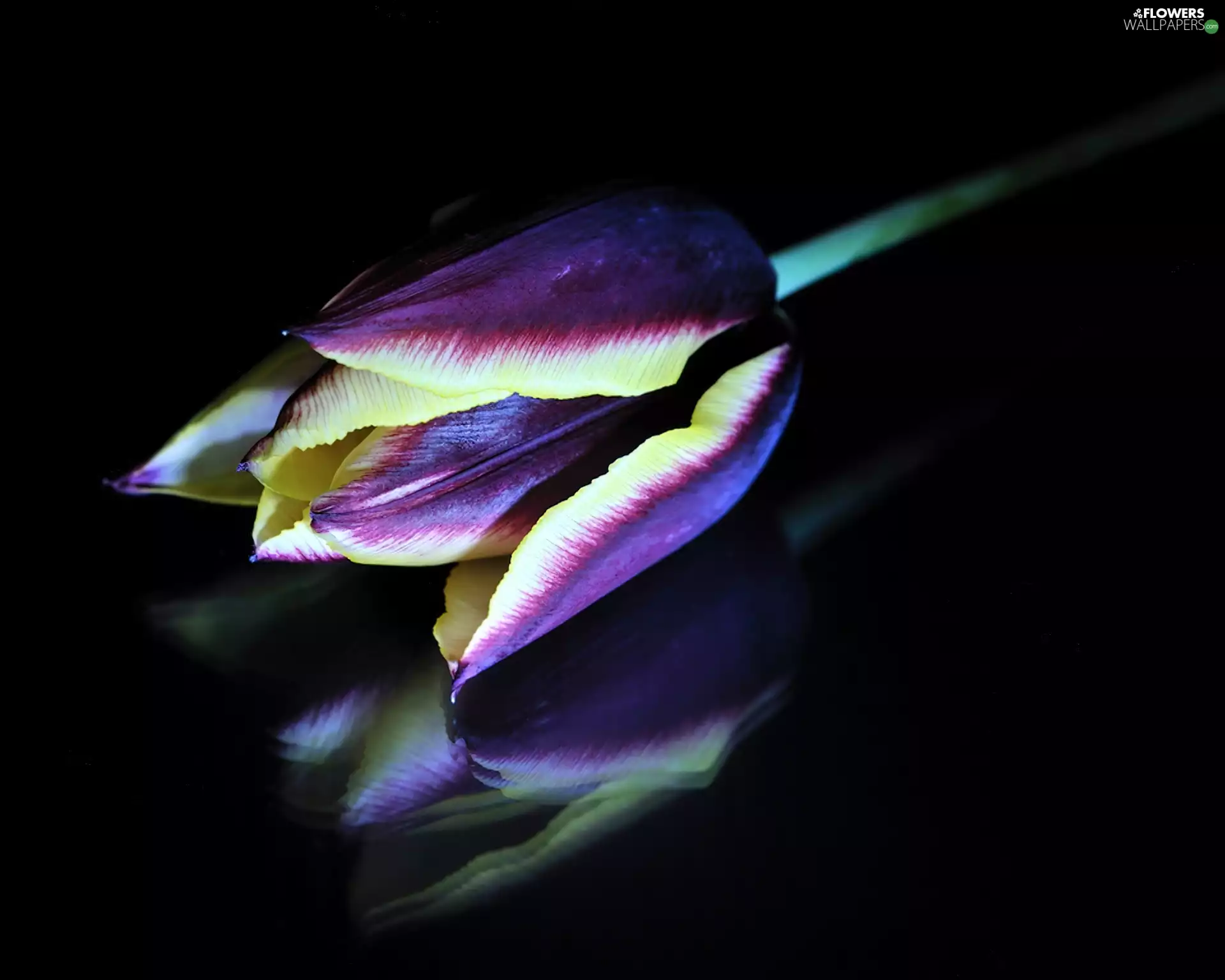 reflection, color, tulip
