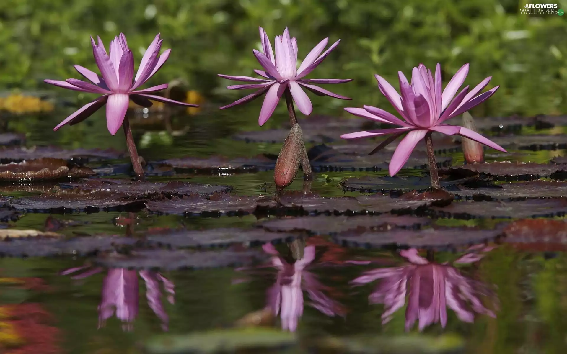 reflection, lilies, water