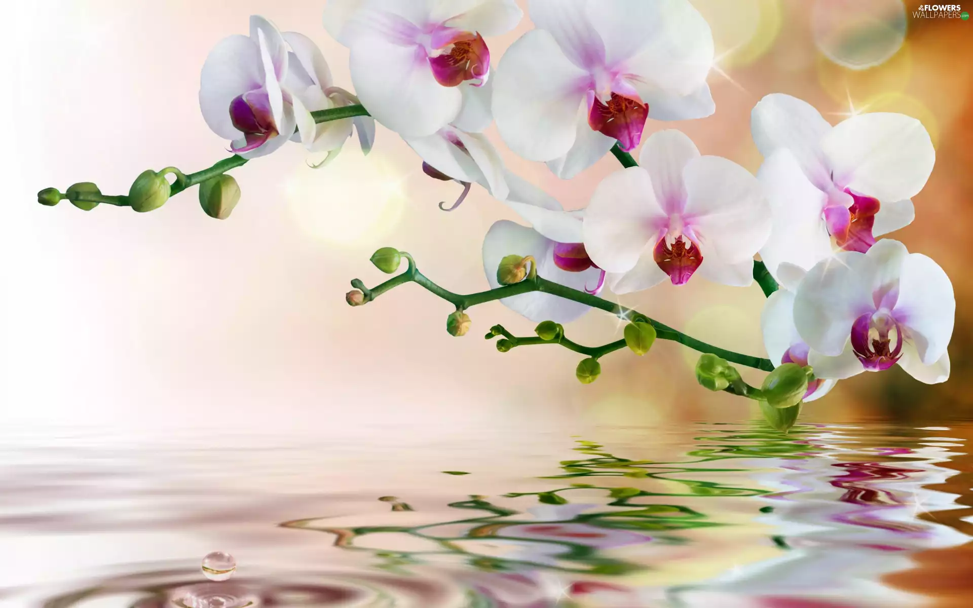 reflection, orchid, water