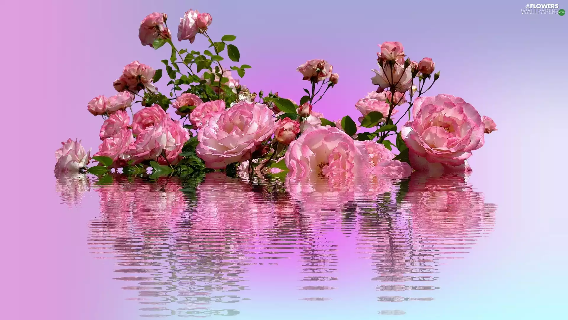 reflection, roses, water