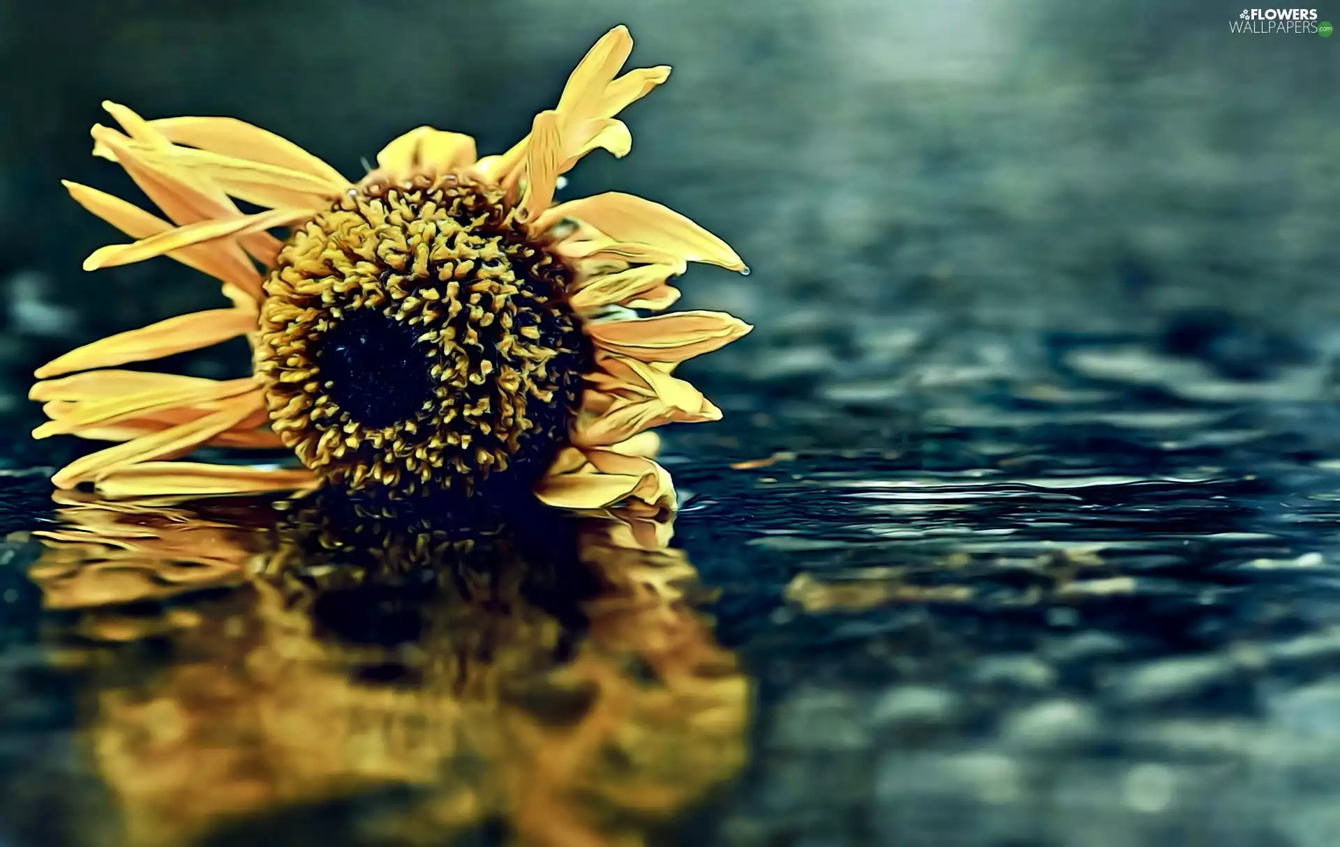 reflection, Sunflower, water