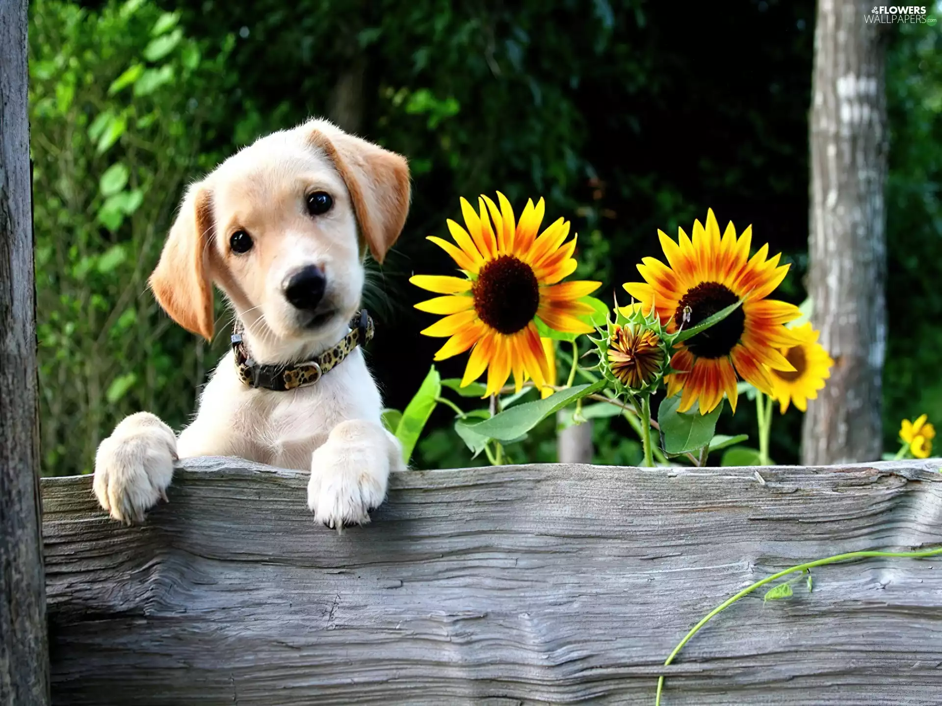 Labrador Retriever, doggy, Nice sunflowers