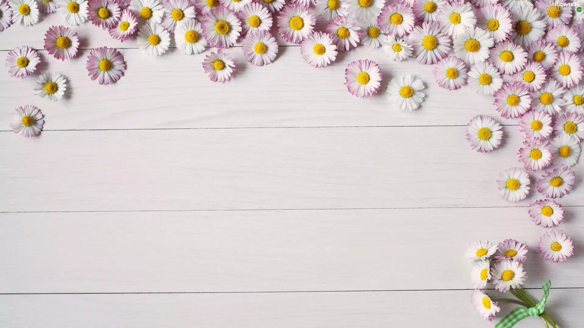daisies, ribbon, boarding, small bunch