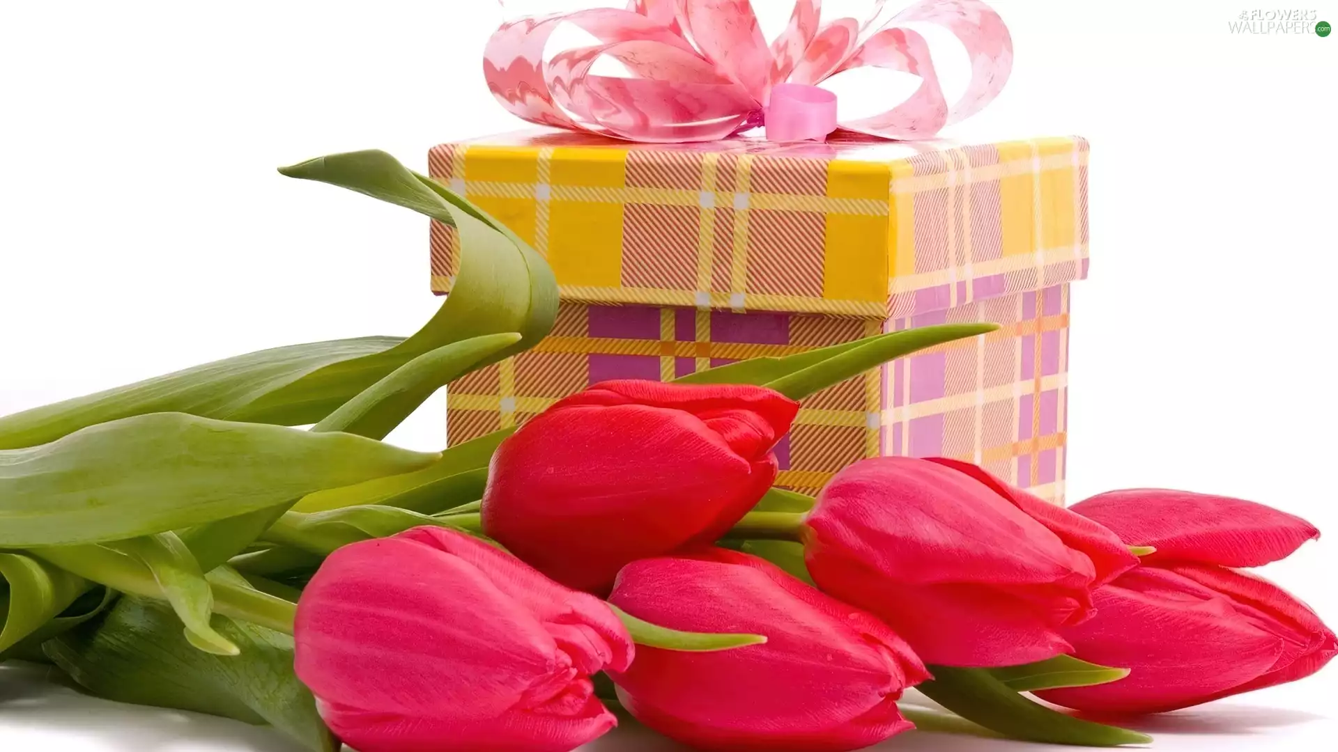 ribbon, Tulips, Box