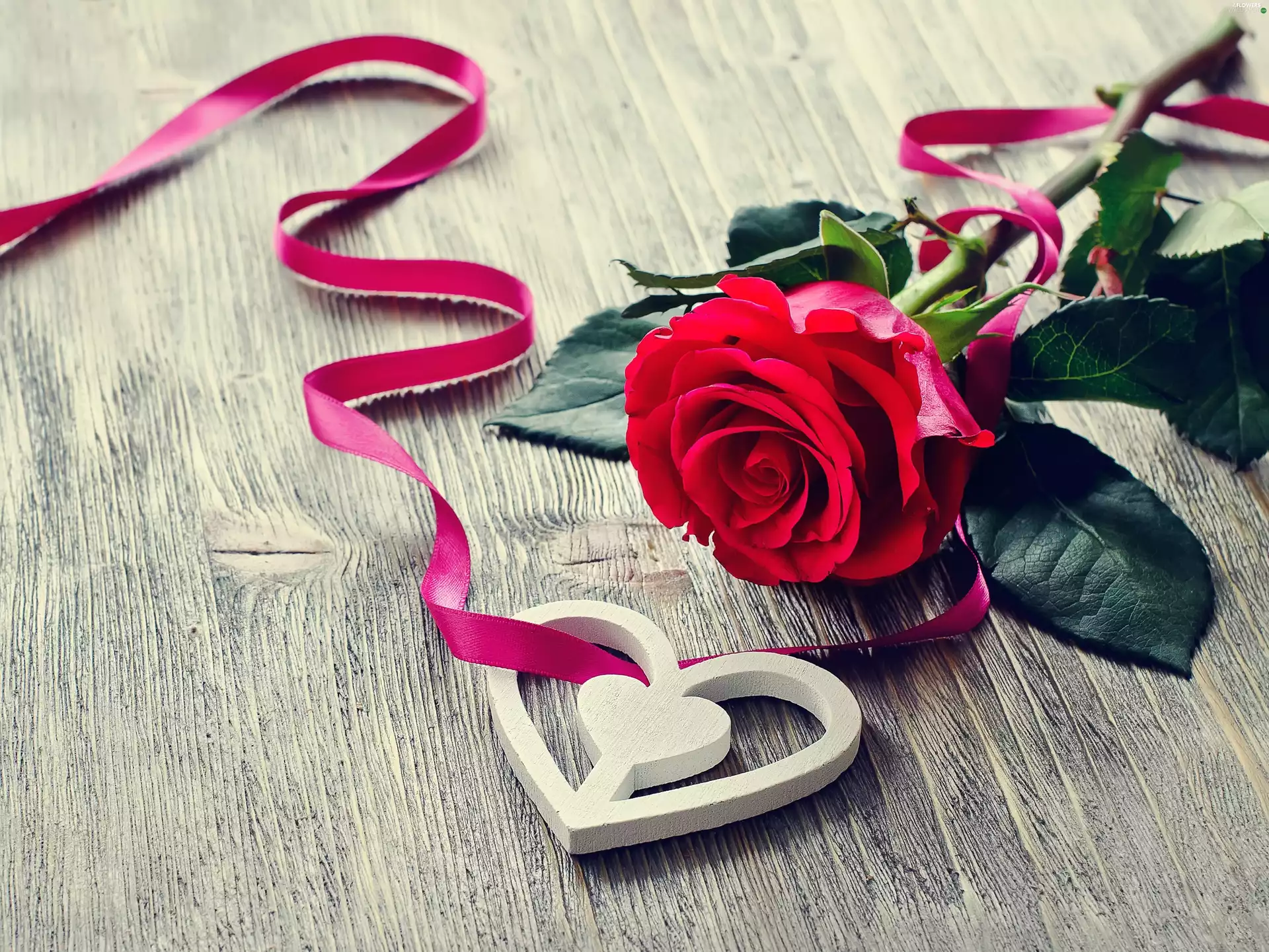 red hot, Heart, ribbon, rose