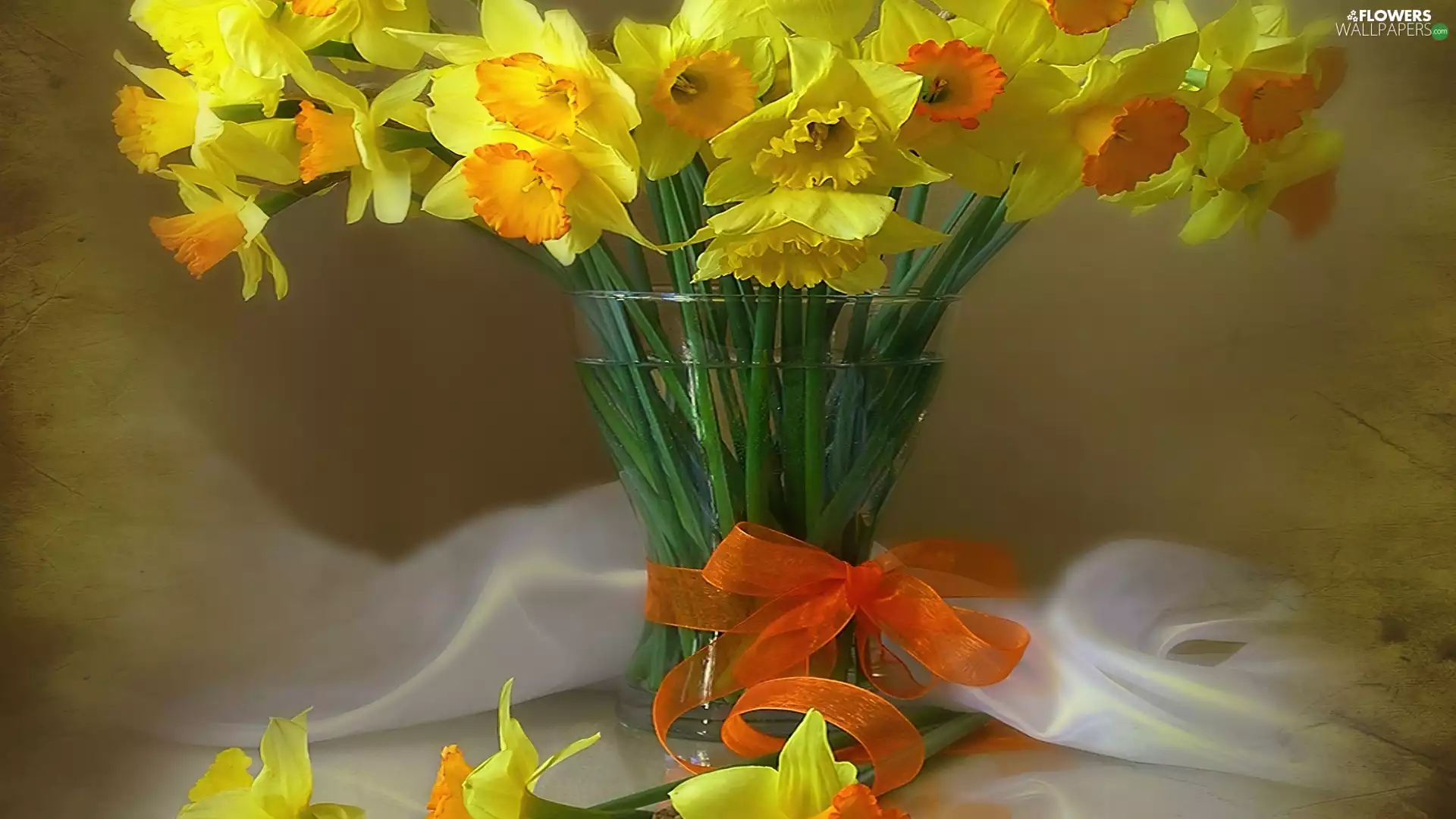 ribbon, bowl, narcissus