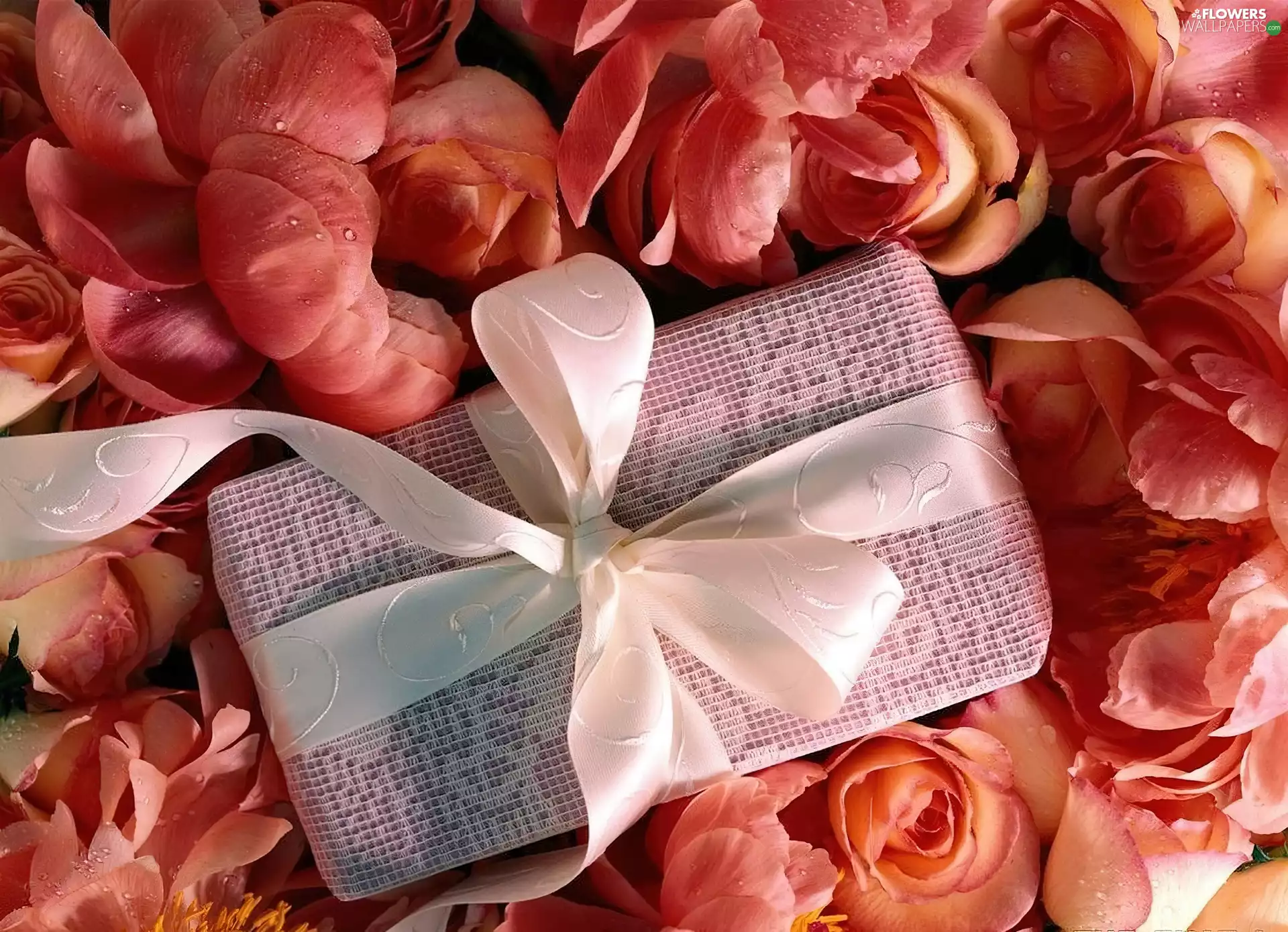 ribbon, roses, Present