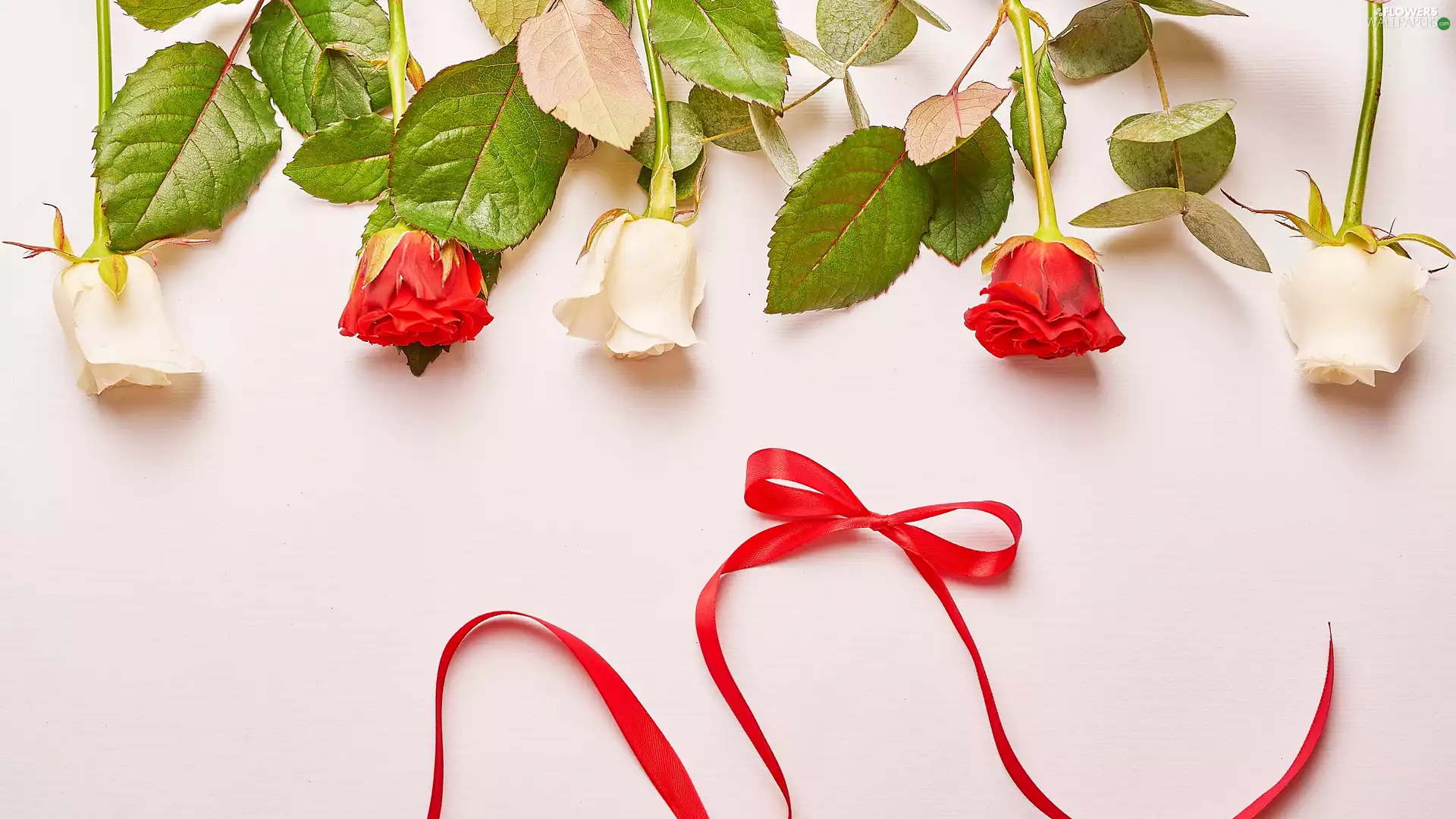 leaves, ribbon, Red, roses, White