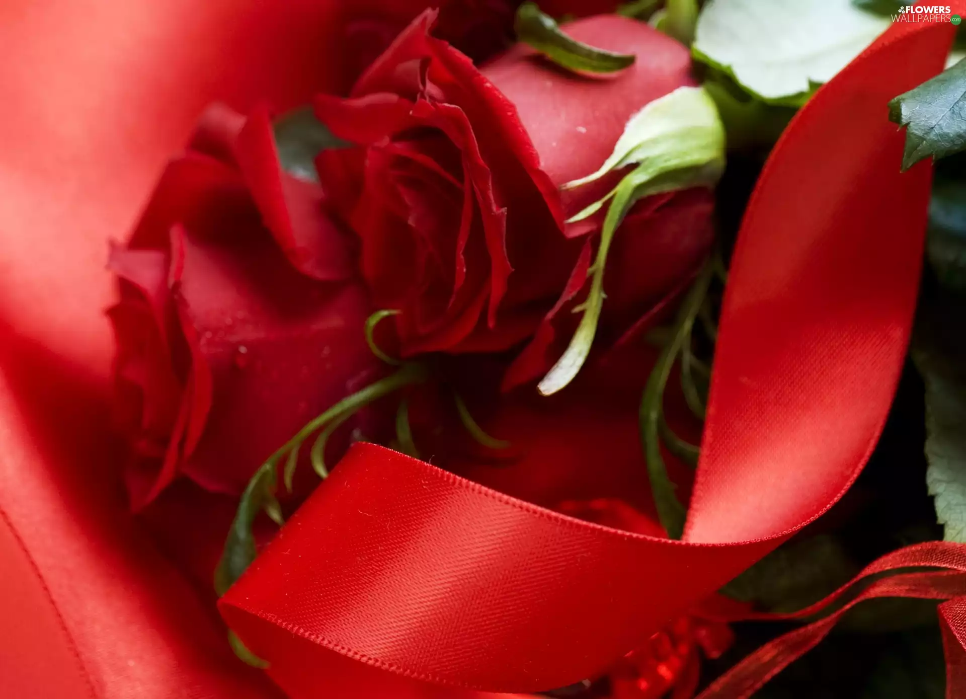 ribbon, Red, roses
