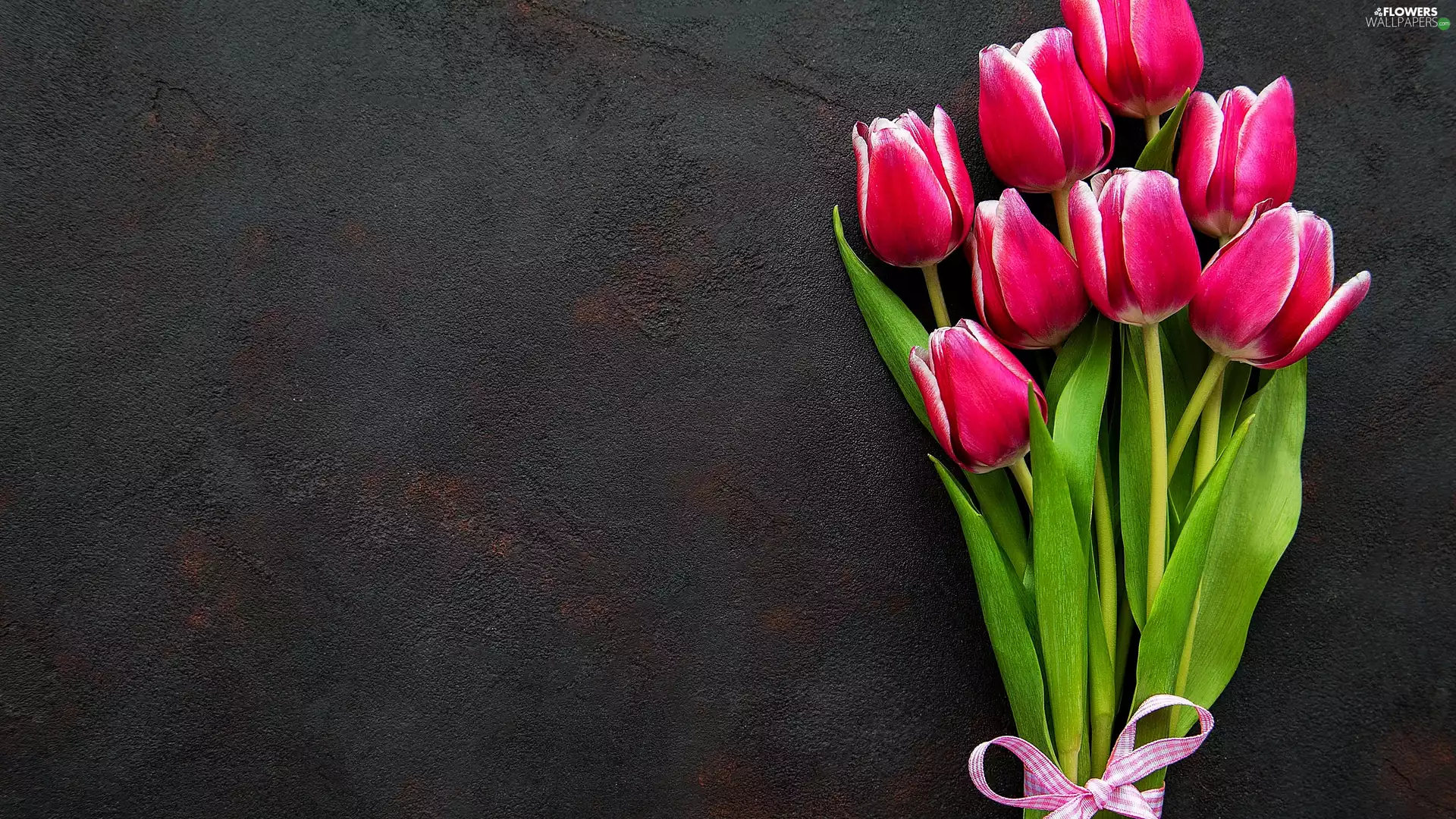 Tulips, dark, background, ribbon