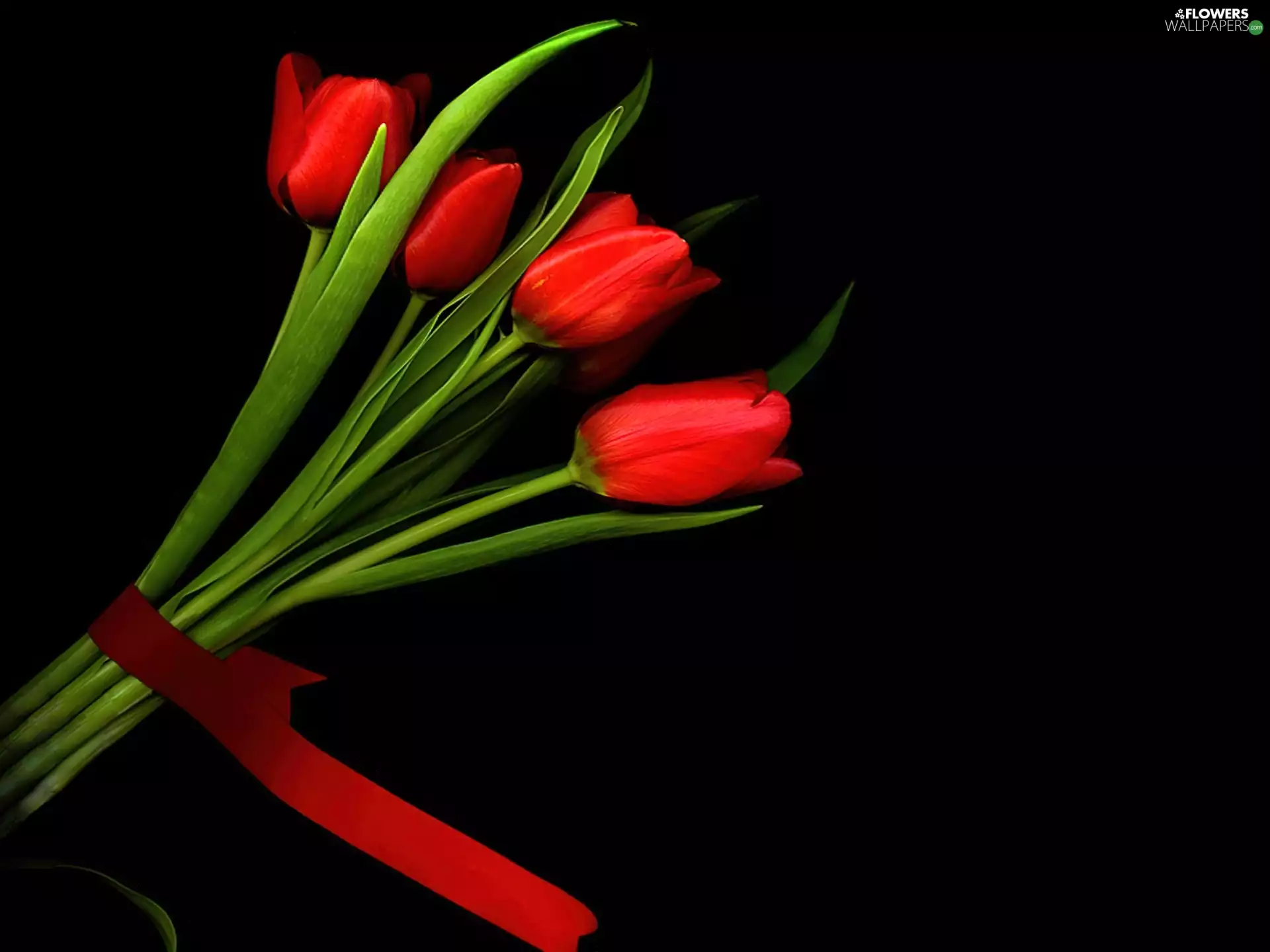 ribbon, Red, Tulips