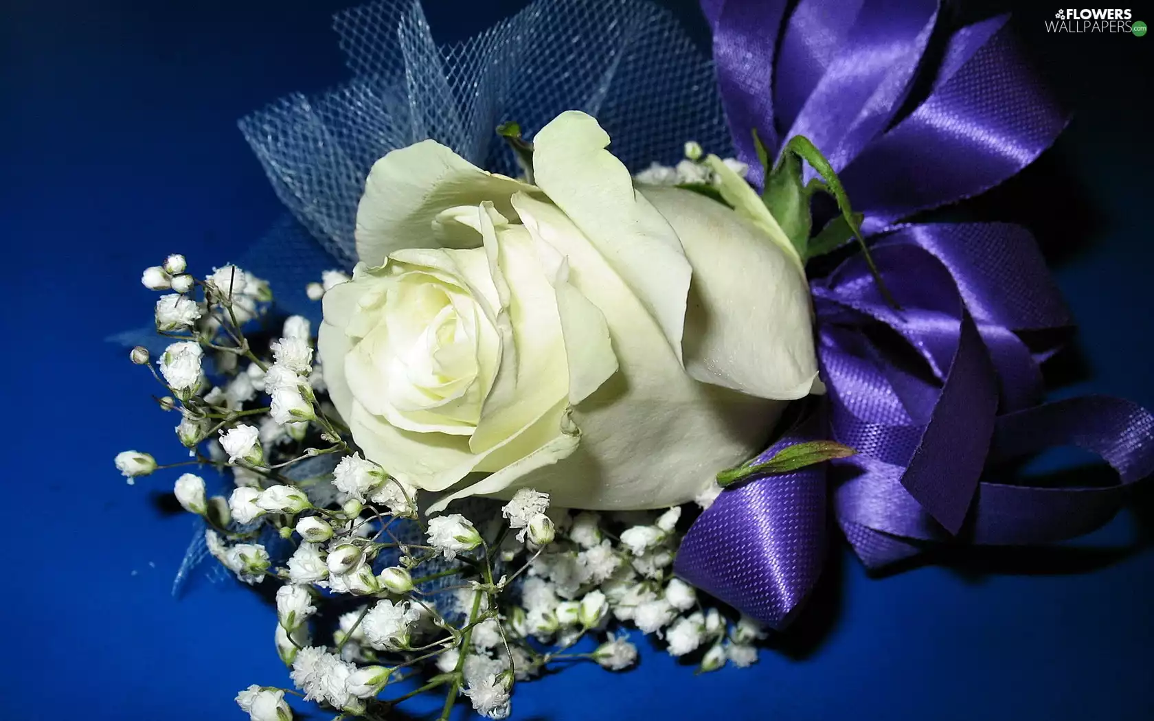 White, Blue, ribbon, rose