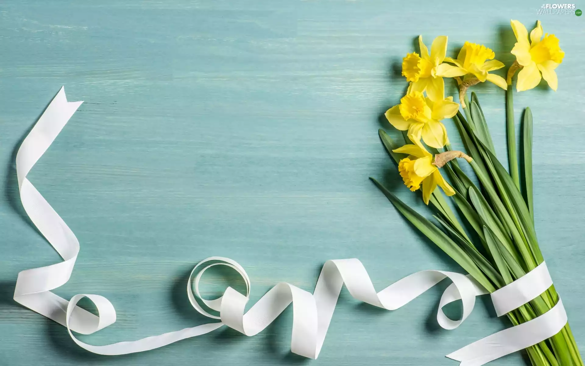 ribbon, Daffodils, White