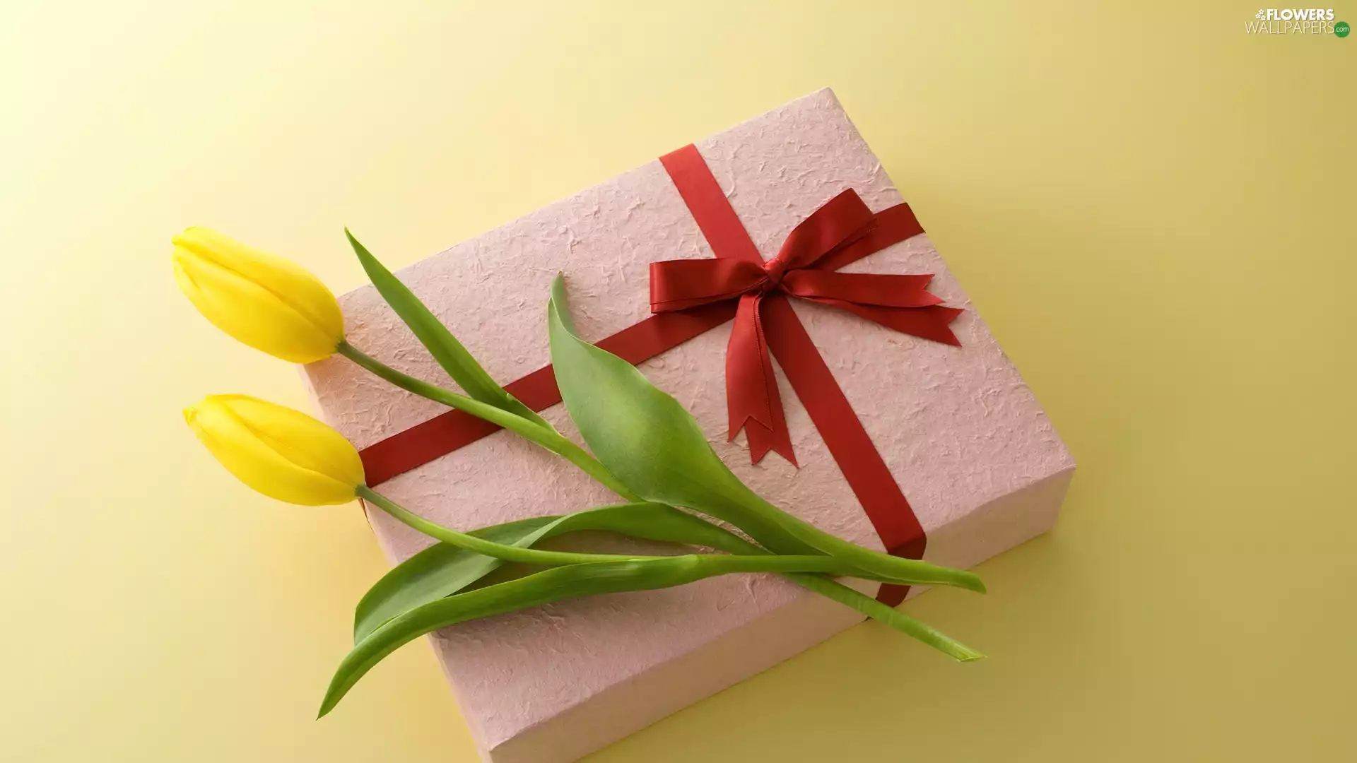 Yellow, Present, ribbon, Tulips