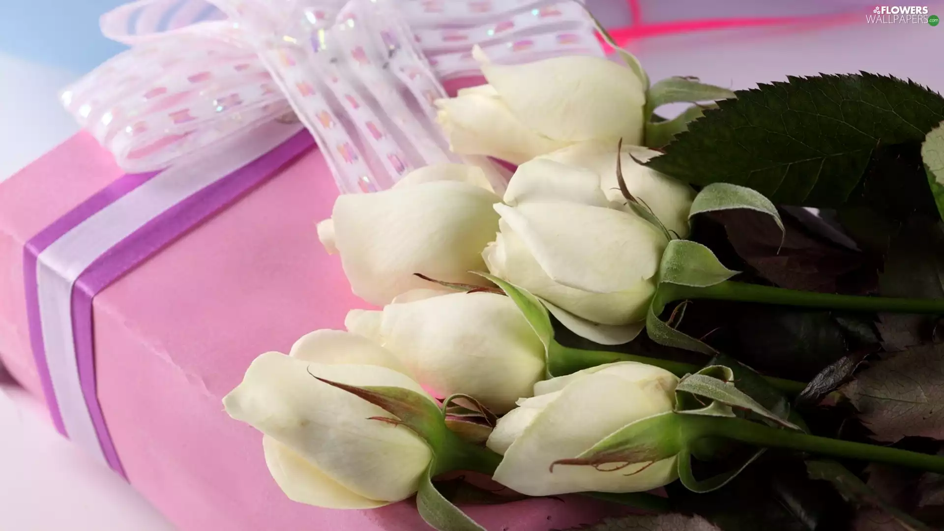 White, Box, Ribbons, roses