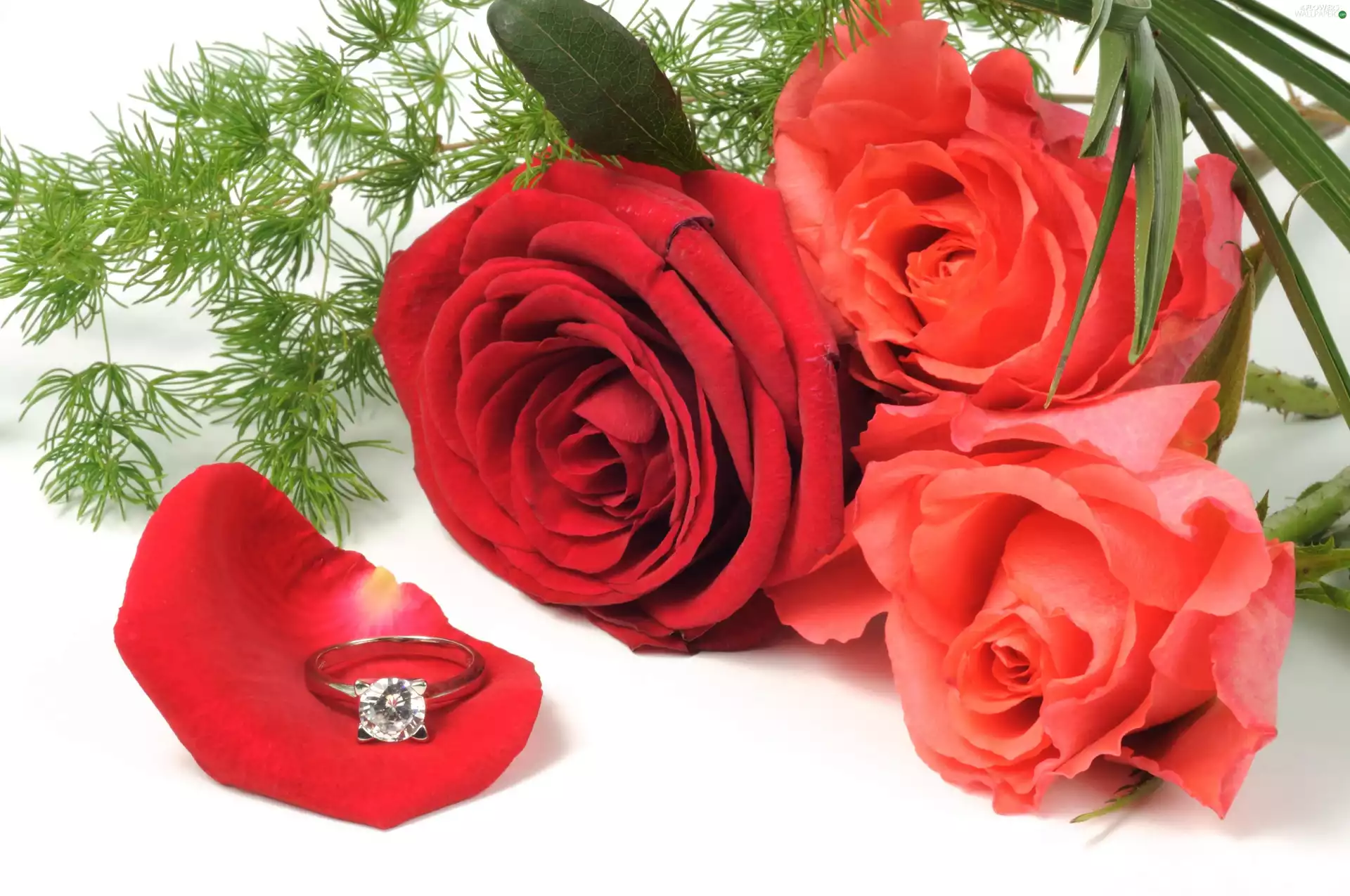 Ring, Red, roses