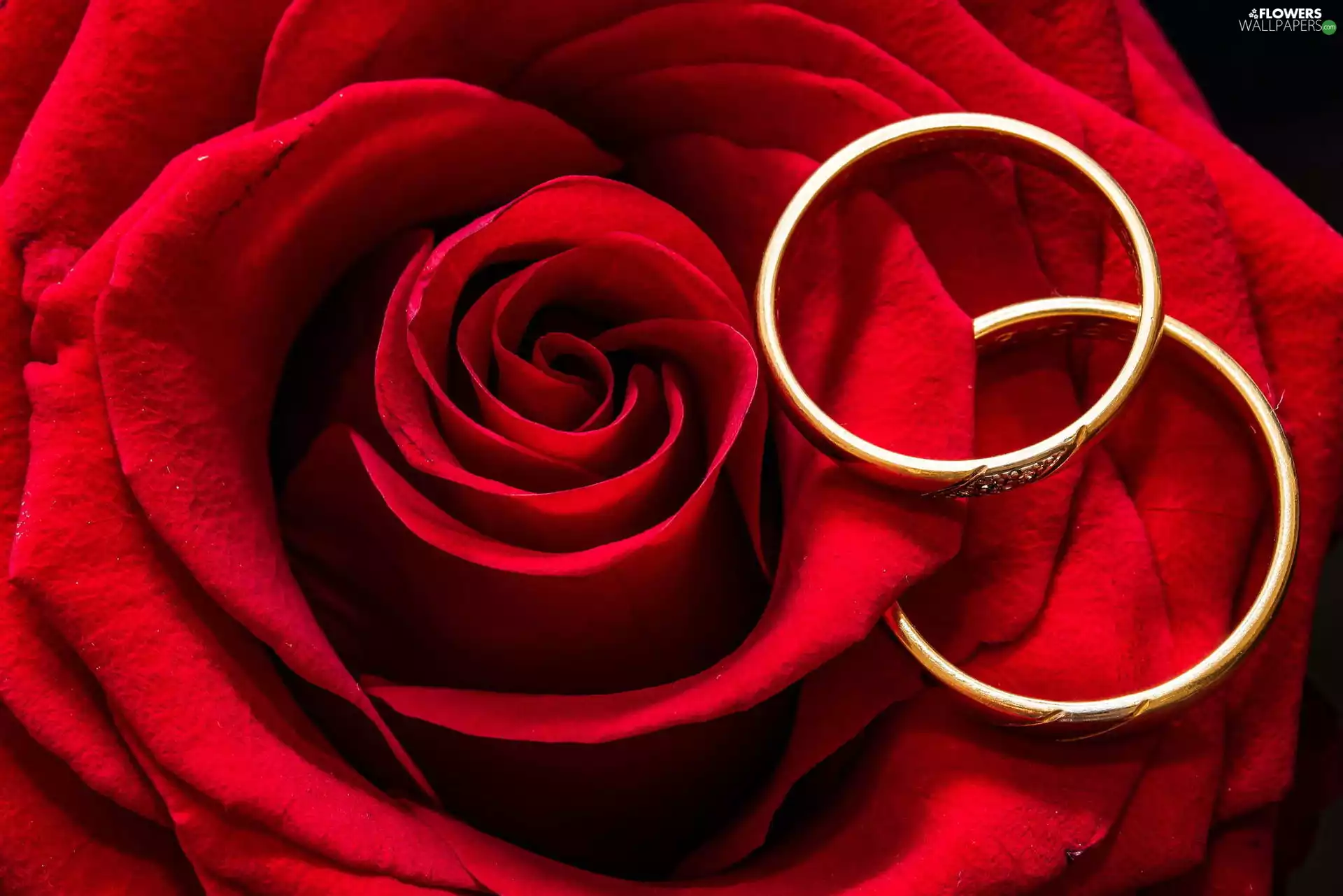 rings, rose, jewellery