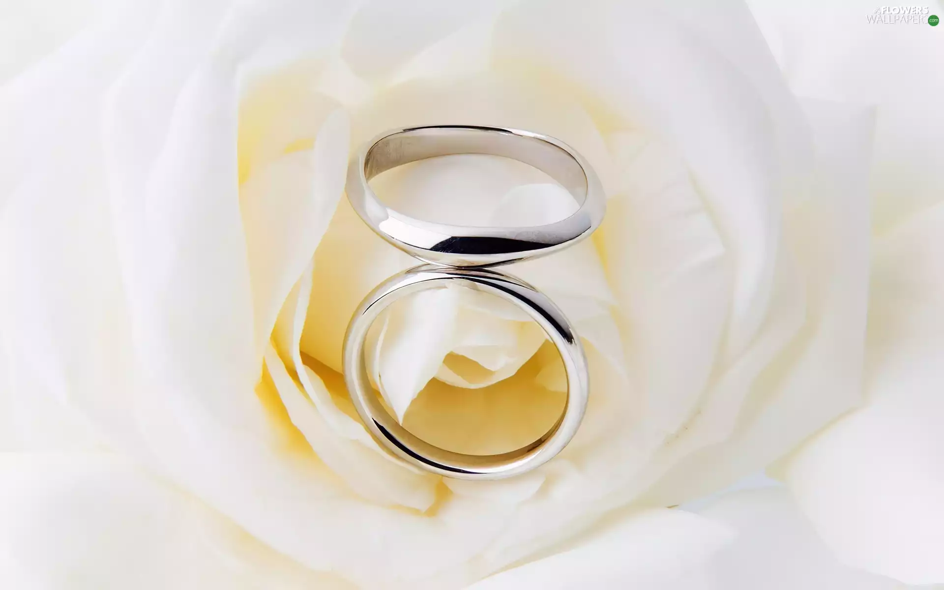 Gold, rings, rose, White, White