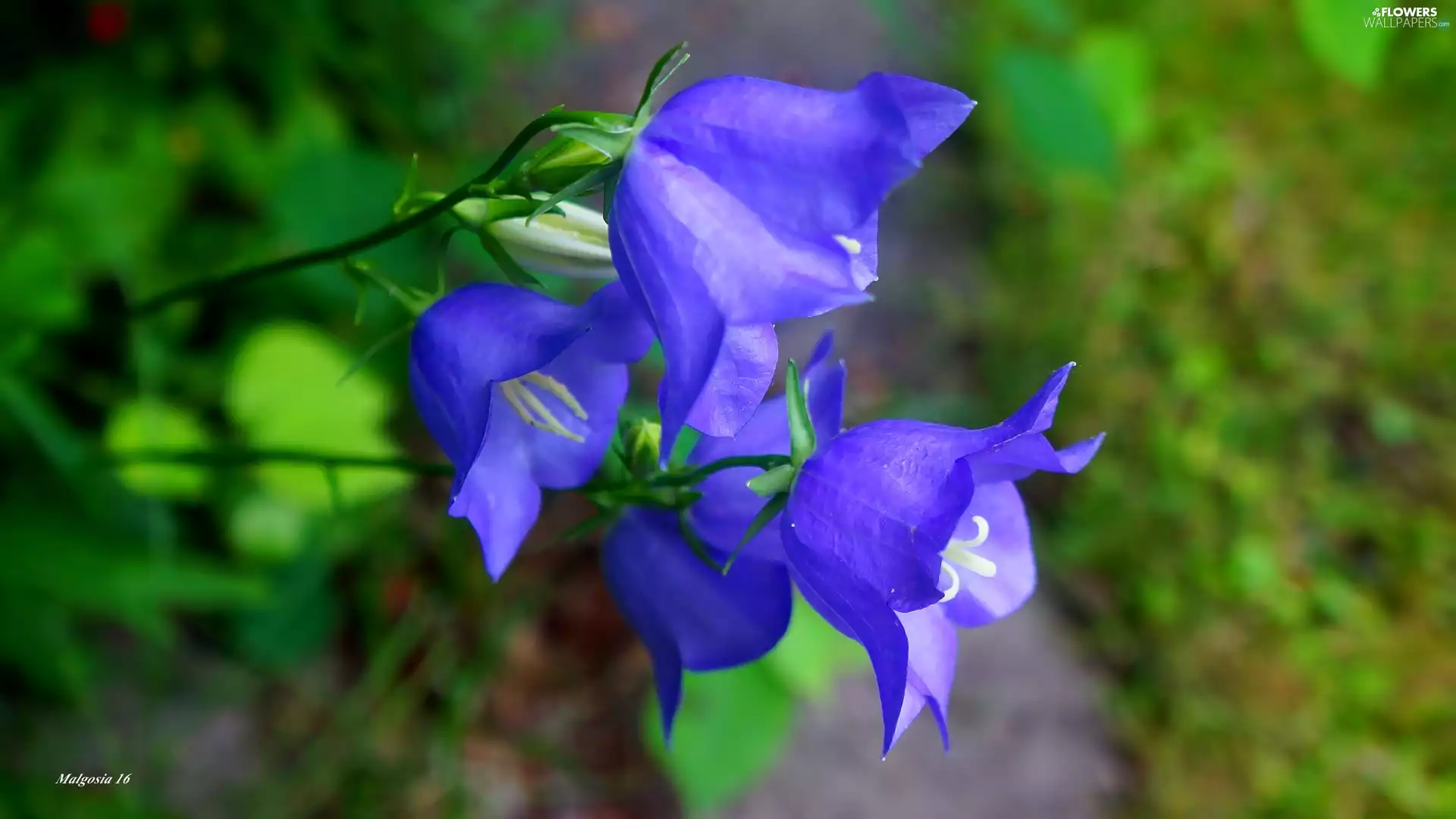ringtones, Flowers, Blue