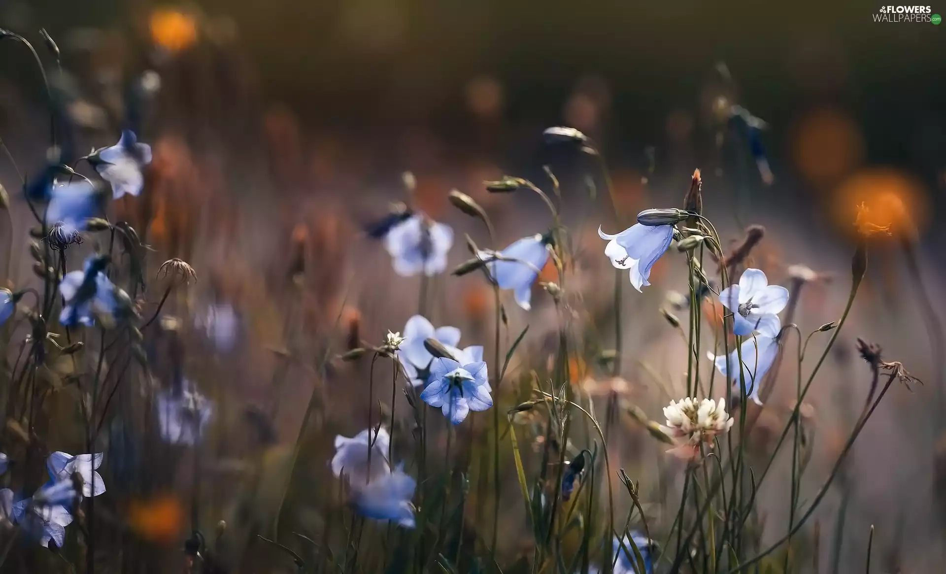 blurry background, Flowers, ringtones