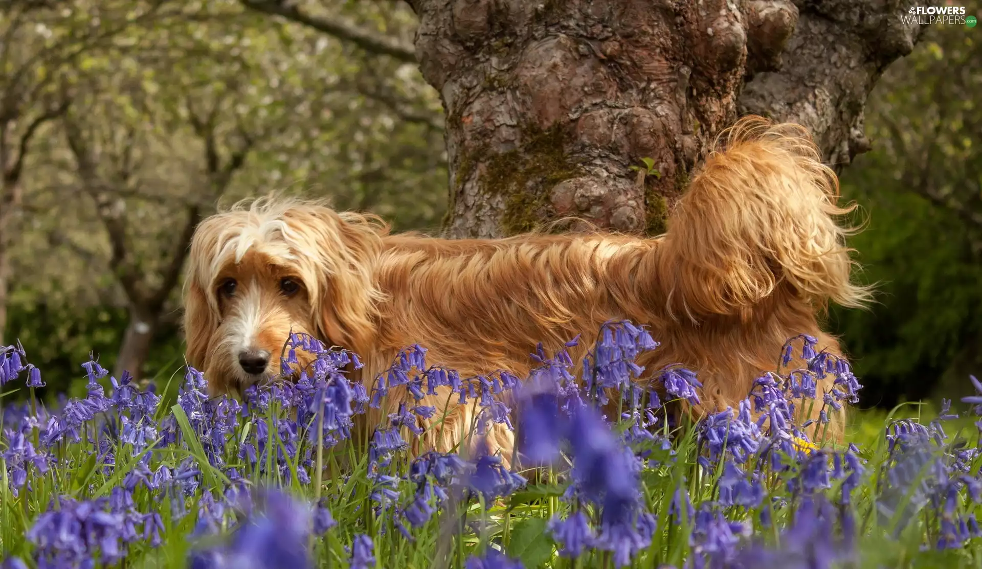 ringtones, Meadow, dog
