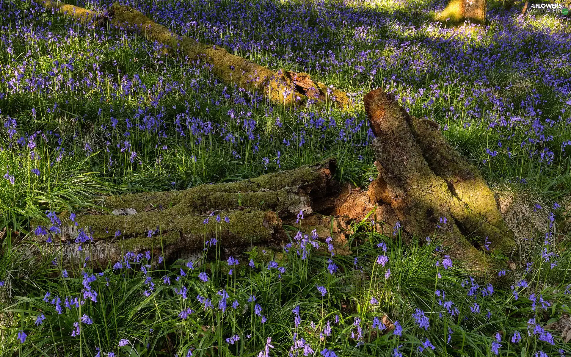mossy, Meadow, Flowers, ringtones, trees, fallen